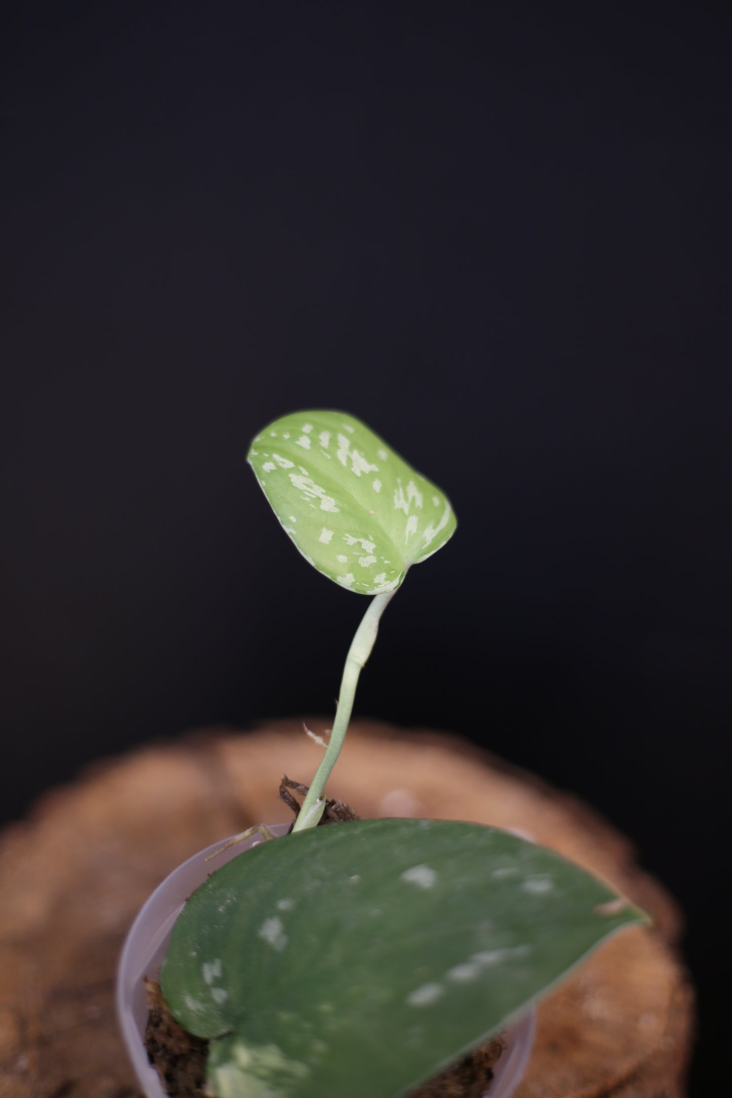 Scindapsus Sentarum Variegated | Rare Silver Marbled Aroid Trailing Houseplant