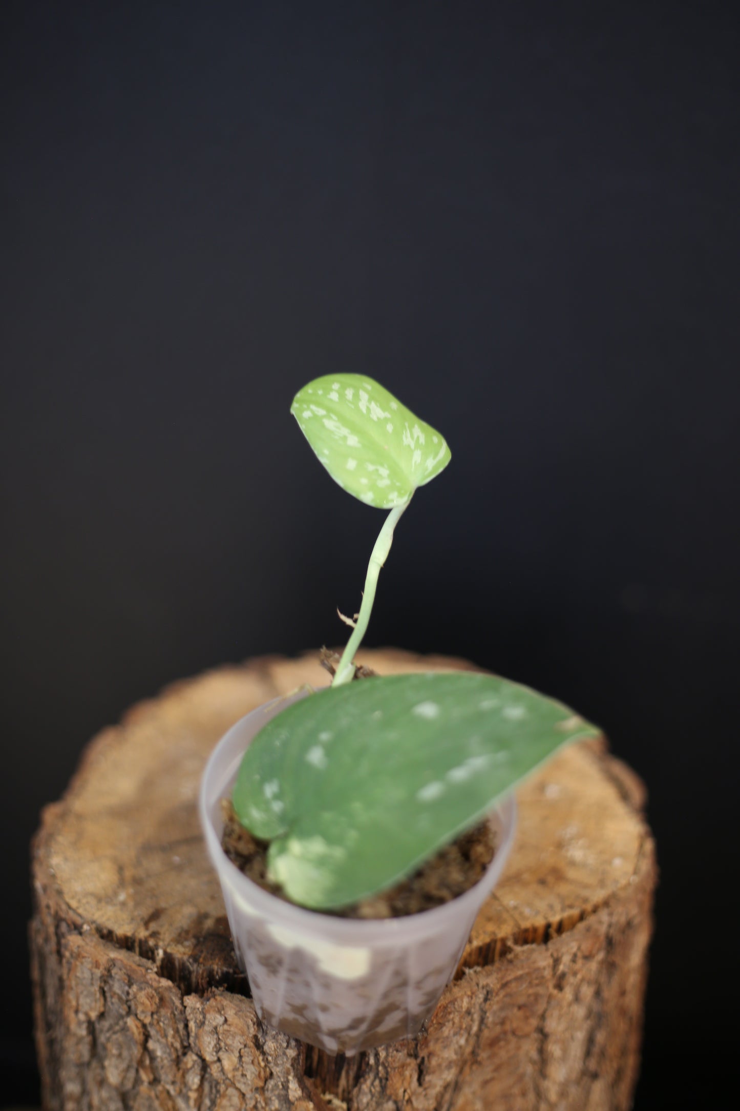 Scindapsus Sentarum Variegated | Rare Silver Marbled Aroid Trailing Houseplant
