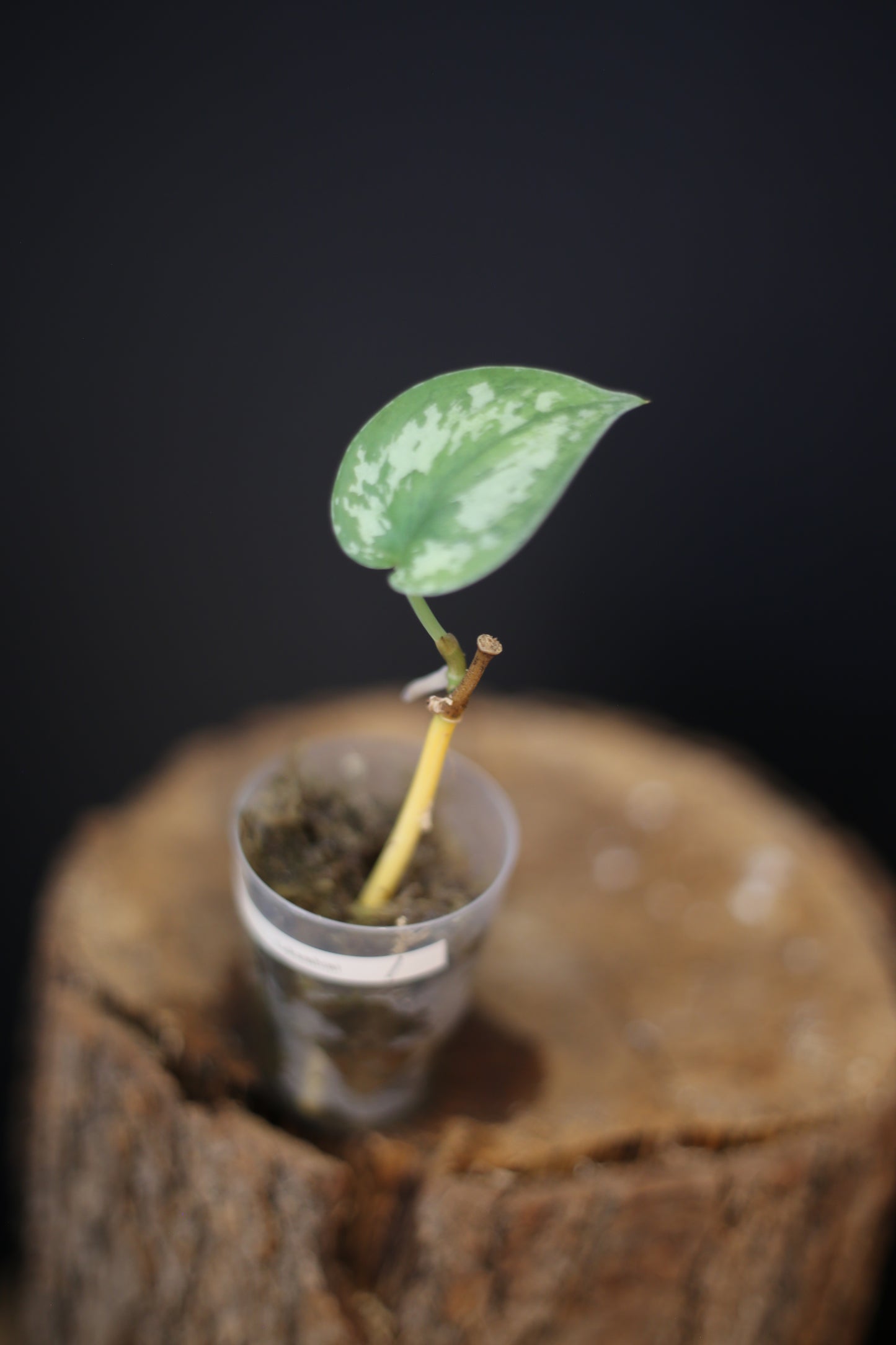 Scindapsus Lakambini, Rare Silver Yellow Variegated