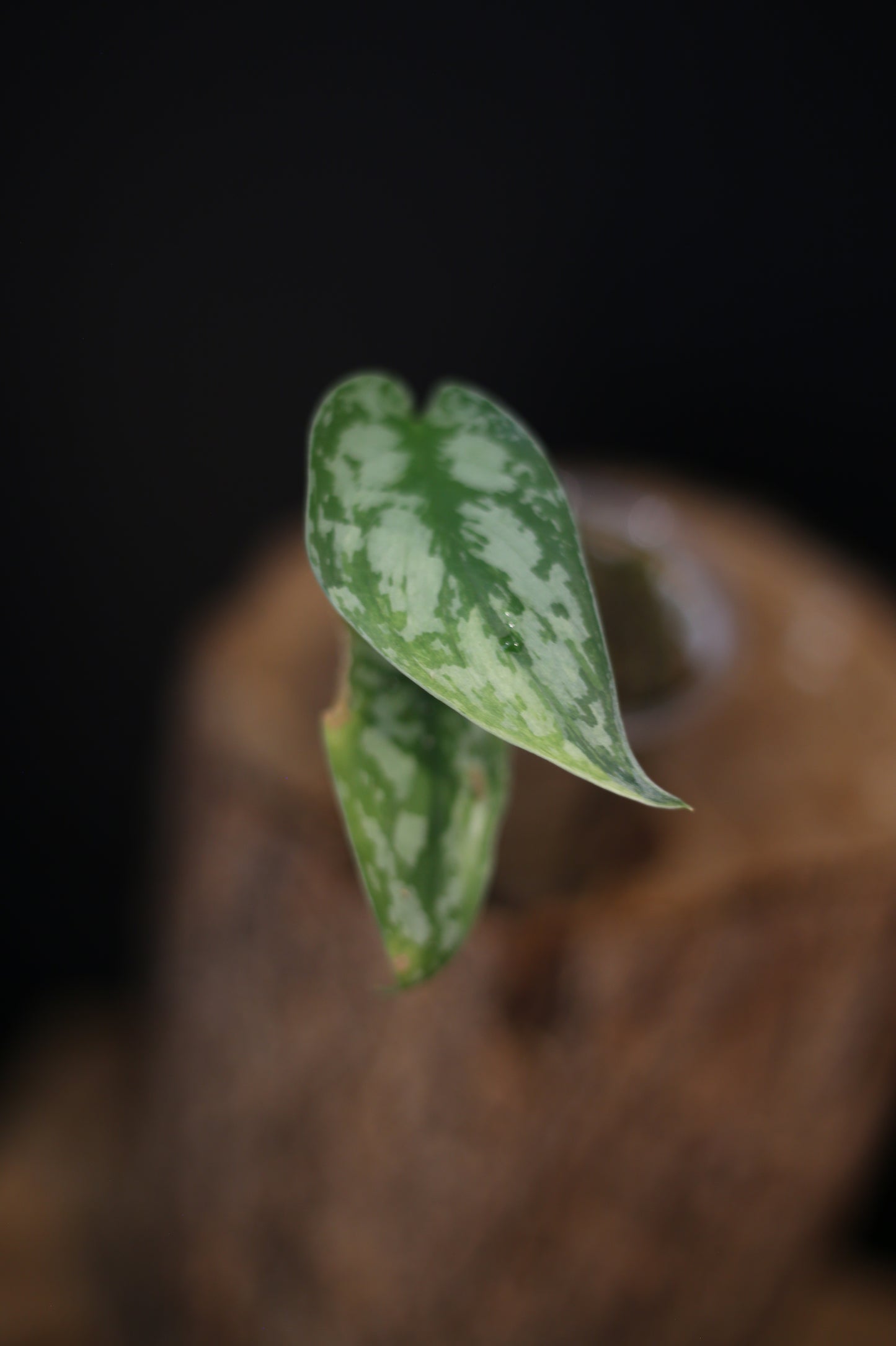Scindapsus Lakambini, Rare Silver Lady Yellow Variegated