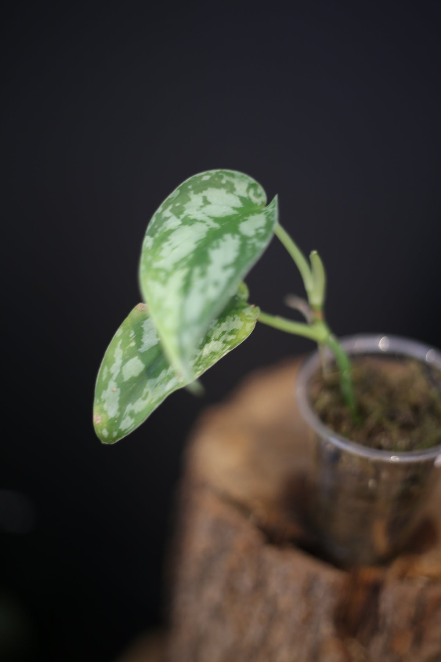 Scindapsus Lakambini, Rare Silver Lady Yellow Variegated