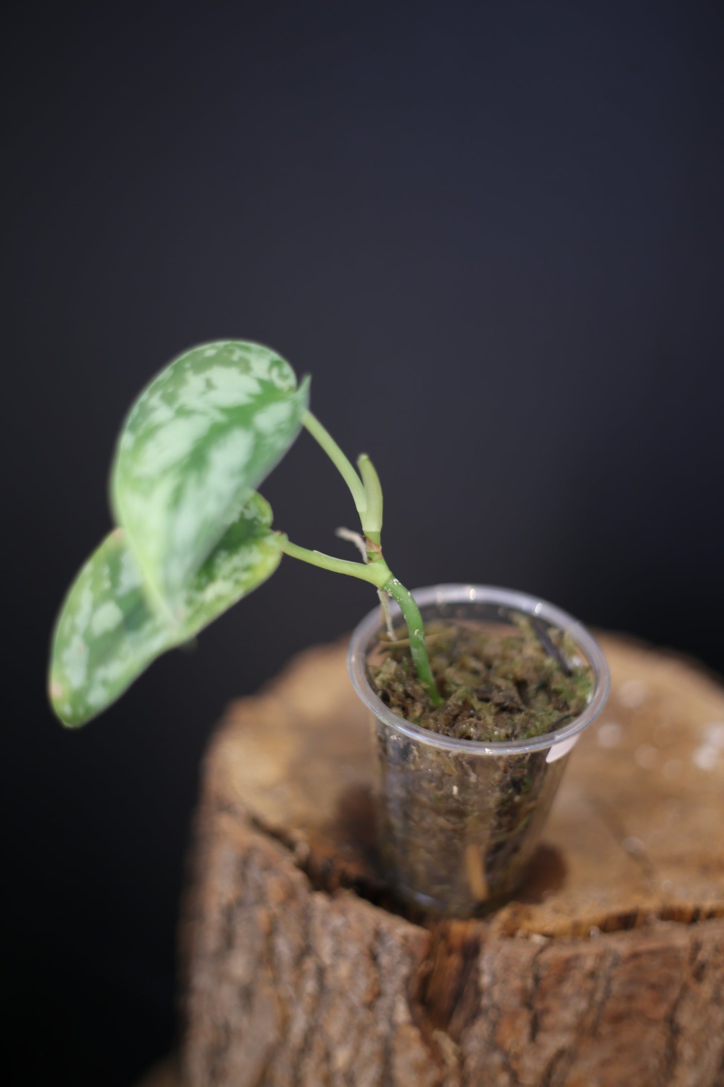Scindapsus Lakambini, Rare Silver Lady Yellow Variegated