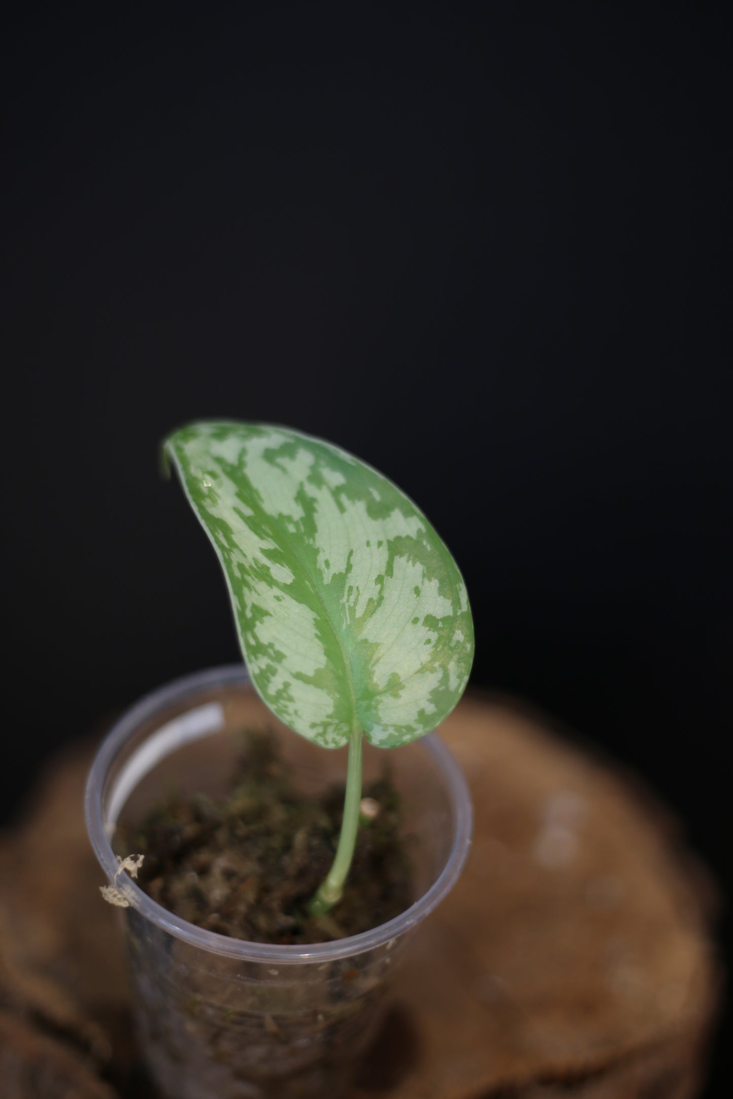 Scindapsus Mariposa, Rare Silver Lady Variegated