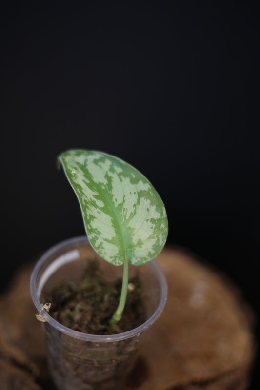 Scindapsus Mariposa, Rare Silver Lady Variegated