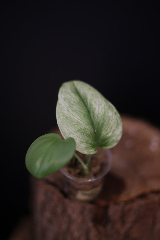 Scindapsus Treubii Ghost Mint, Rare Variegated Cutting