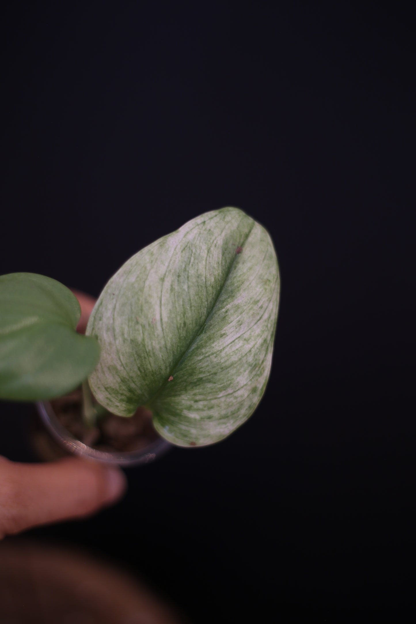 Scindapsus Treubii Ghost Mint, Rare Variegated Cutting