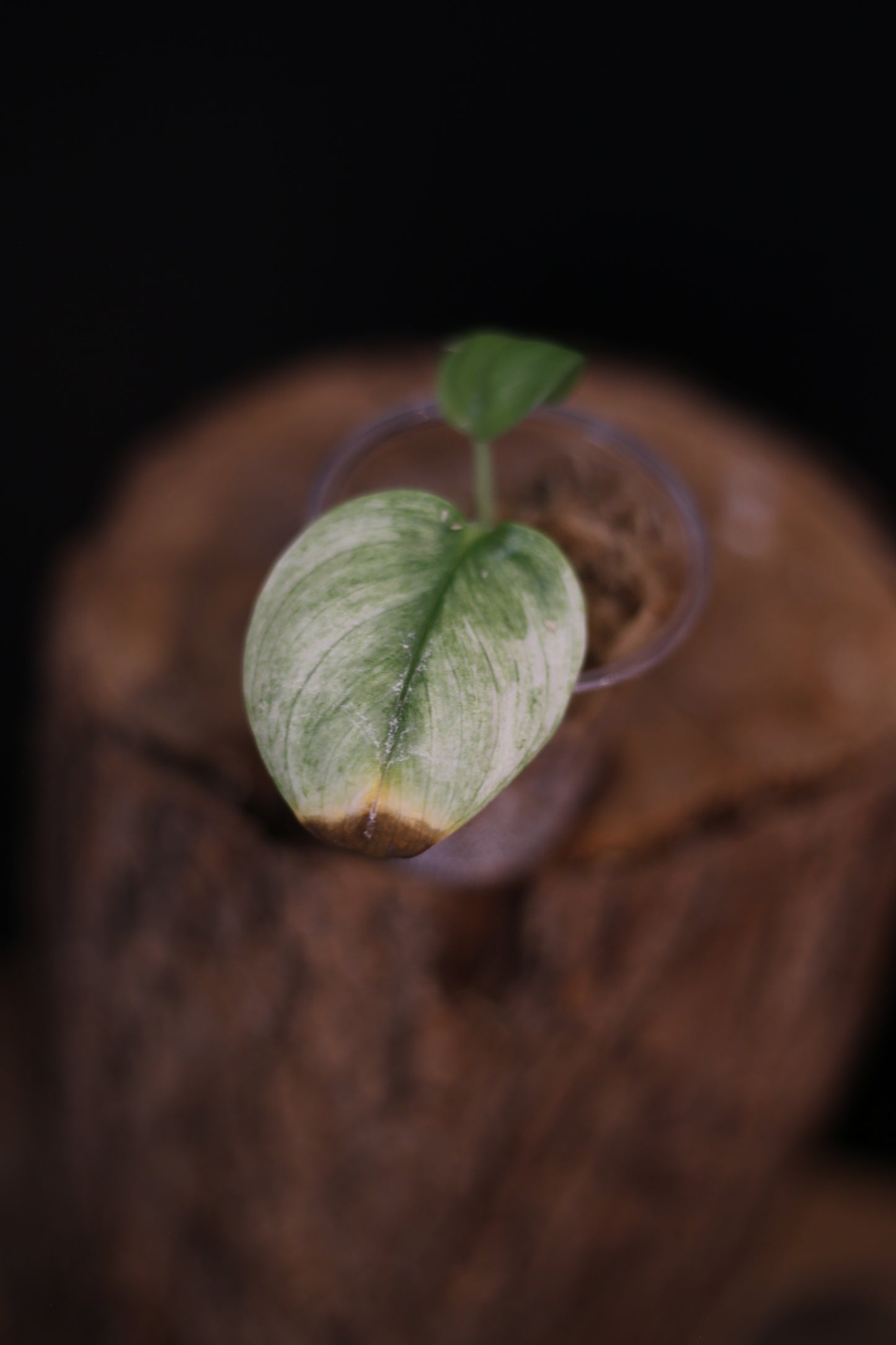 Second chance / Scindapsus Treubii Ghost Mint Variegated, Rooted Plant