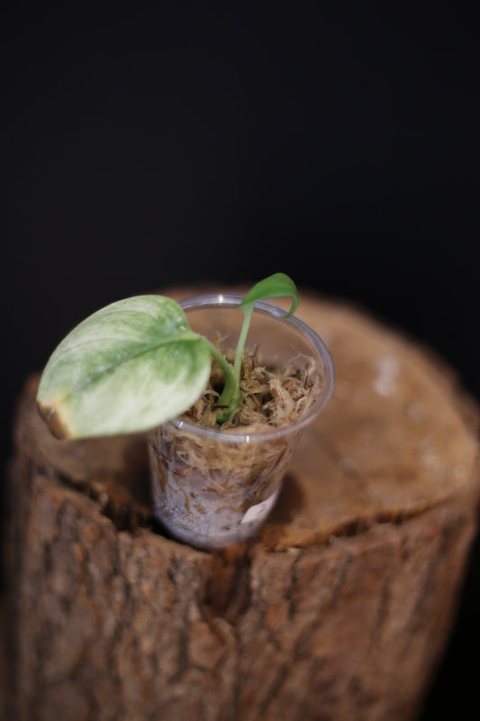 Second chance / Scindapsus Treubii Ghost Mint Variegated, Rooted Plant