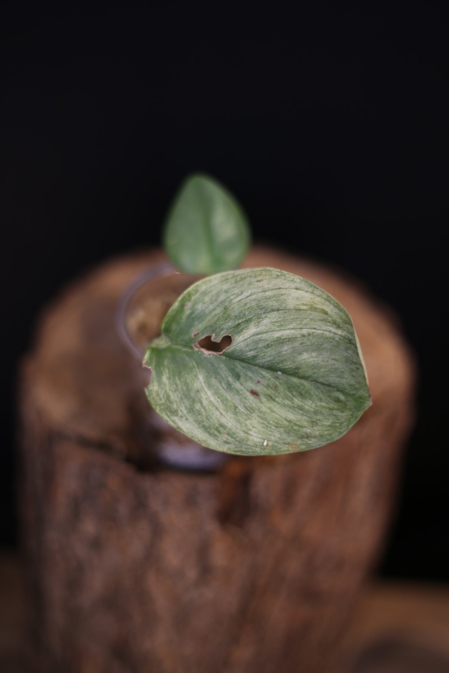 Second chance / Rare Scindapsus Treubii Ghost Mint, Mint and Cream Leaf