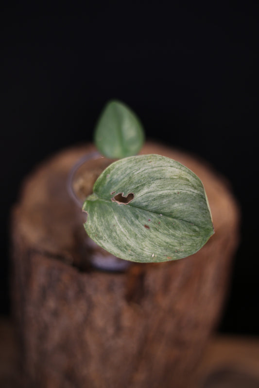 Second chance / Rare Scindapsus Treubii Ghost Mint, Mint and Cream Leaf