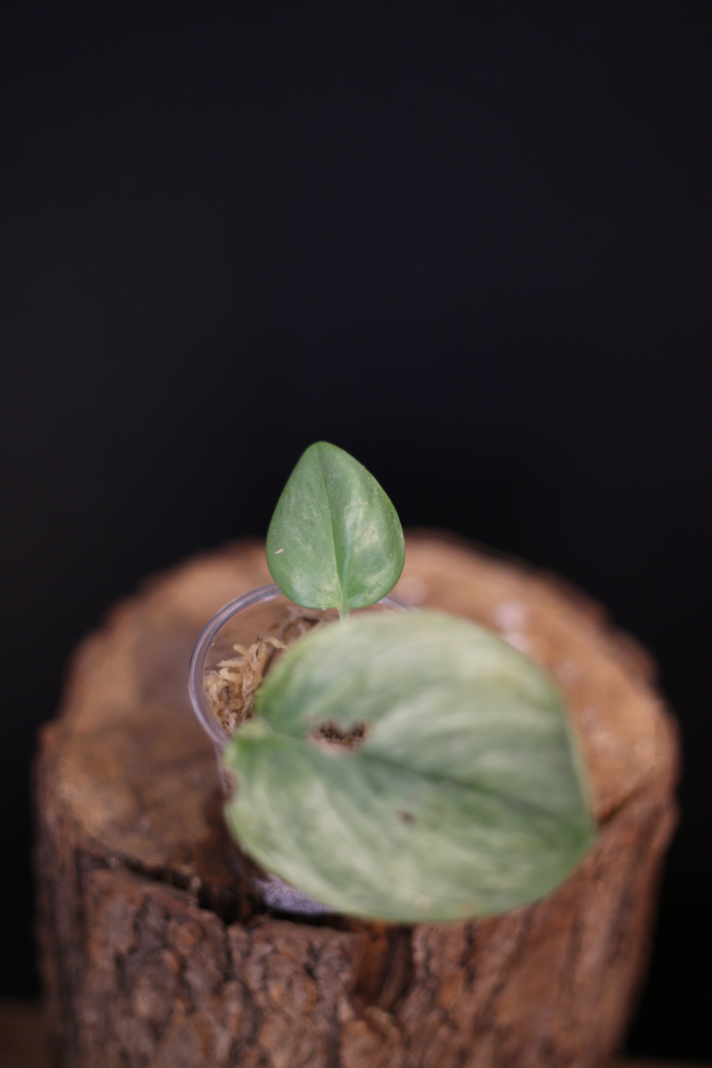 Second chance / Rare Scindapsus Treubii Ghost Mint, Mint and Cream Leaf