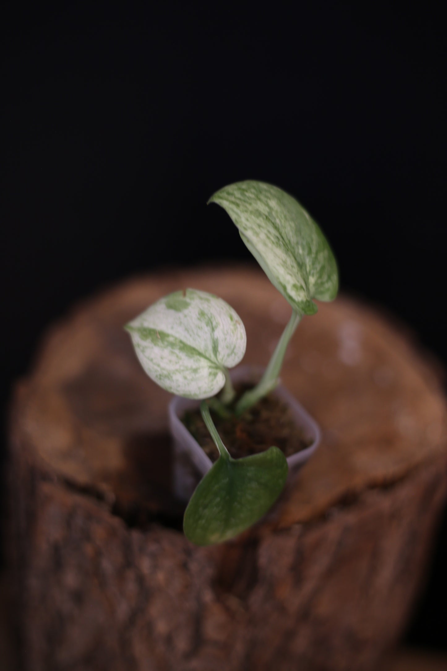 Scindapsus Exotica Marble Variegated, Rooted Plant