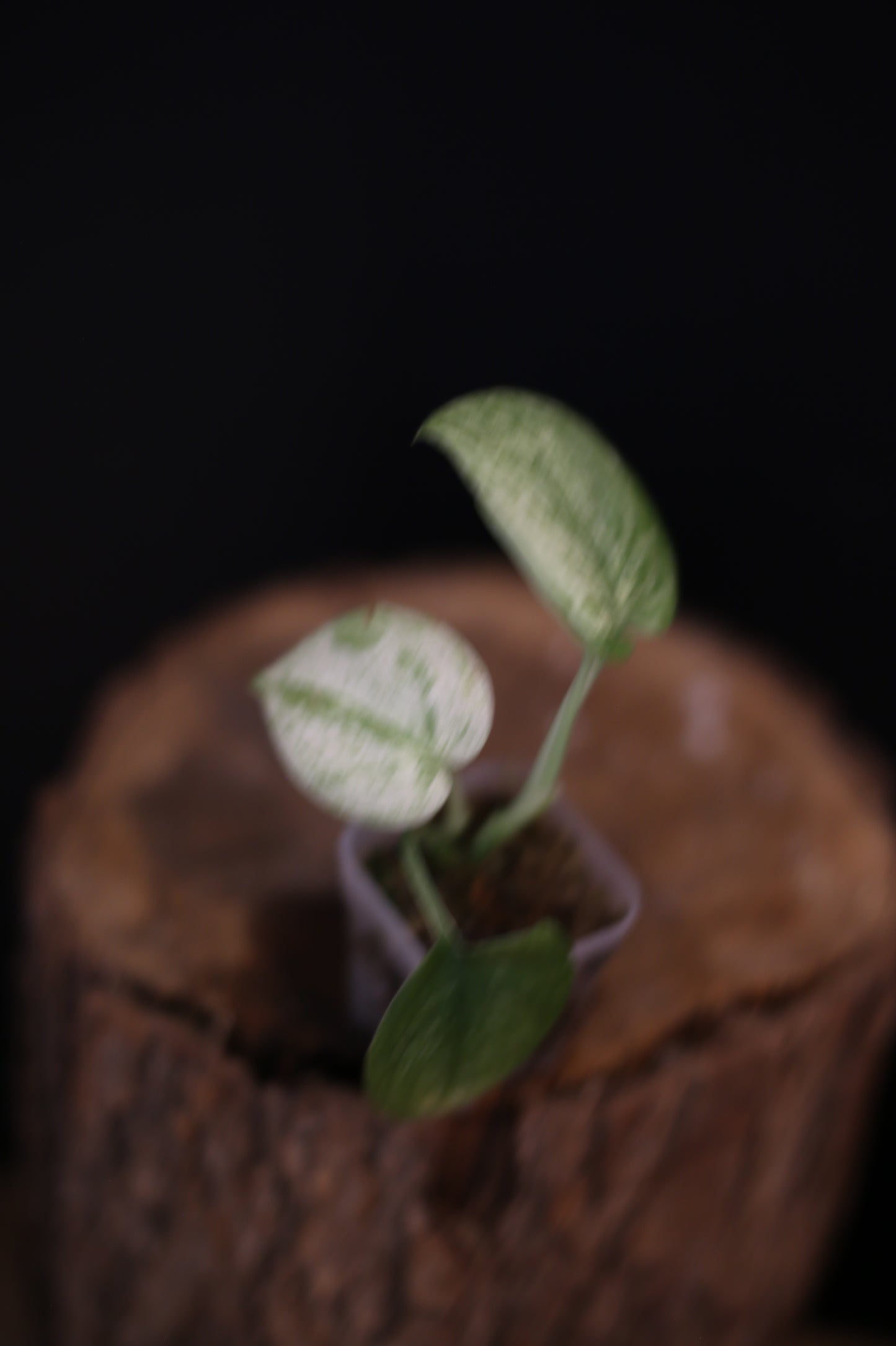 Scindapsus Exotica Marble Variegated, Rooted Plant