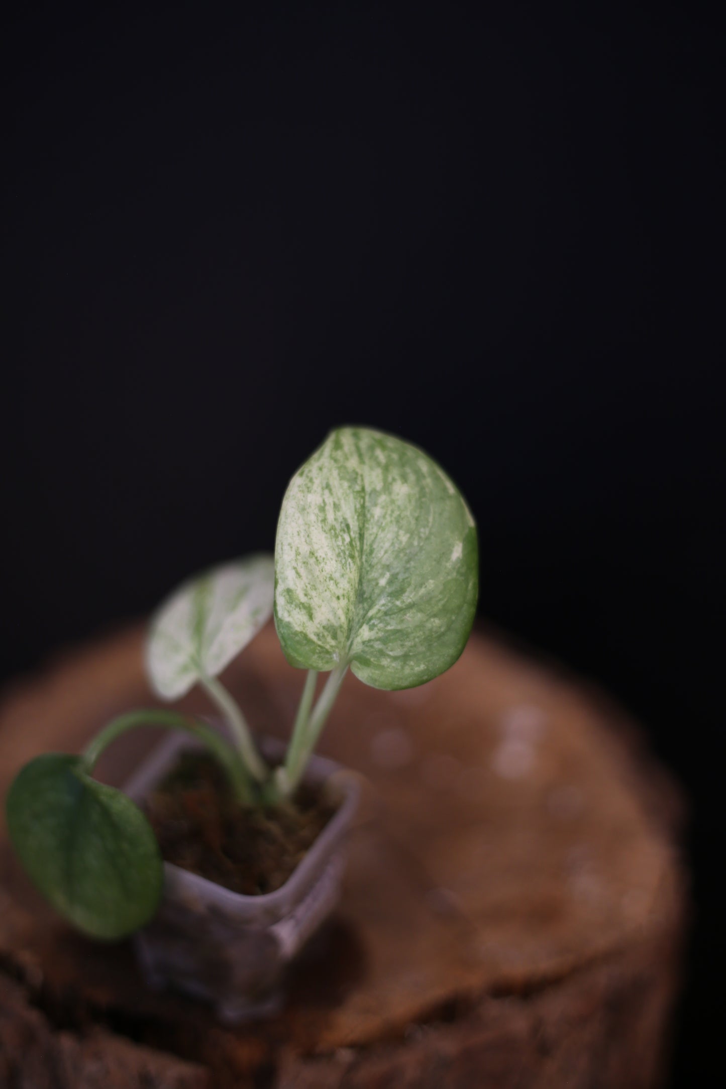 Scindapsus Exotica Marble Variegated, Rooted Plant