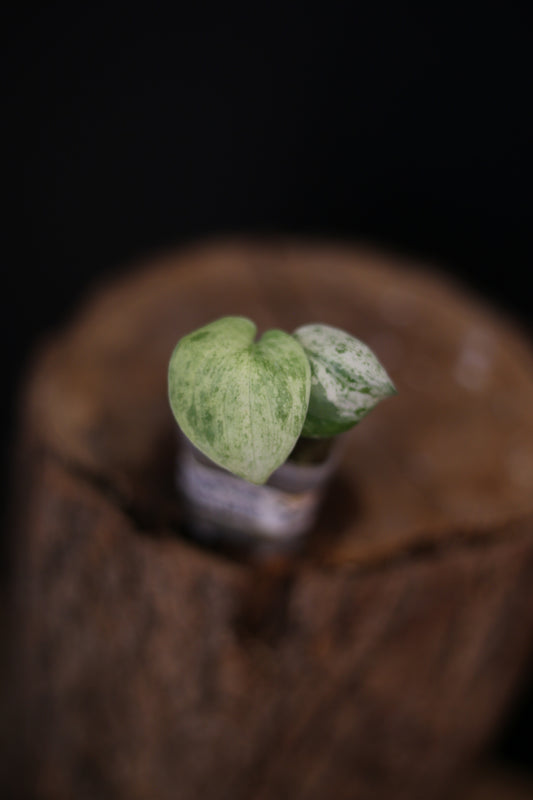 Scindapsus Exotica Marble Variegated | Rare Marbled Plant