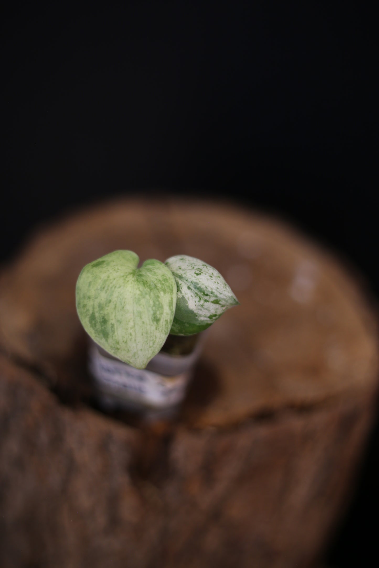 Scindapsus Exotica Marble Variegated | Rare Marbled Plant