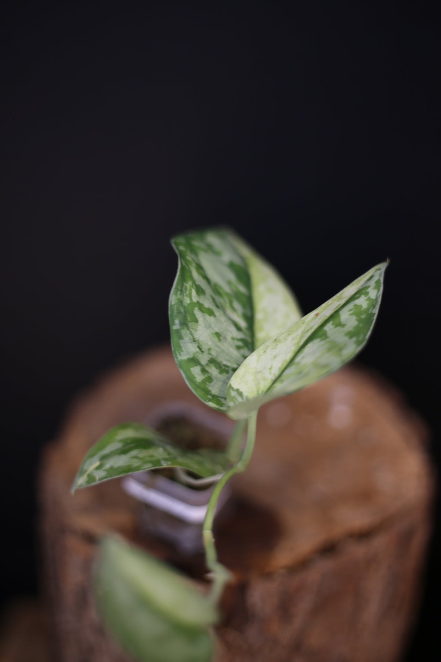 Rare Scindapsus Maharlika – Needle-Leaf Variegated Beauty