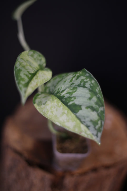 Rare Scindapsus Maharlika – Needle-Leaf Variegated Beauty