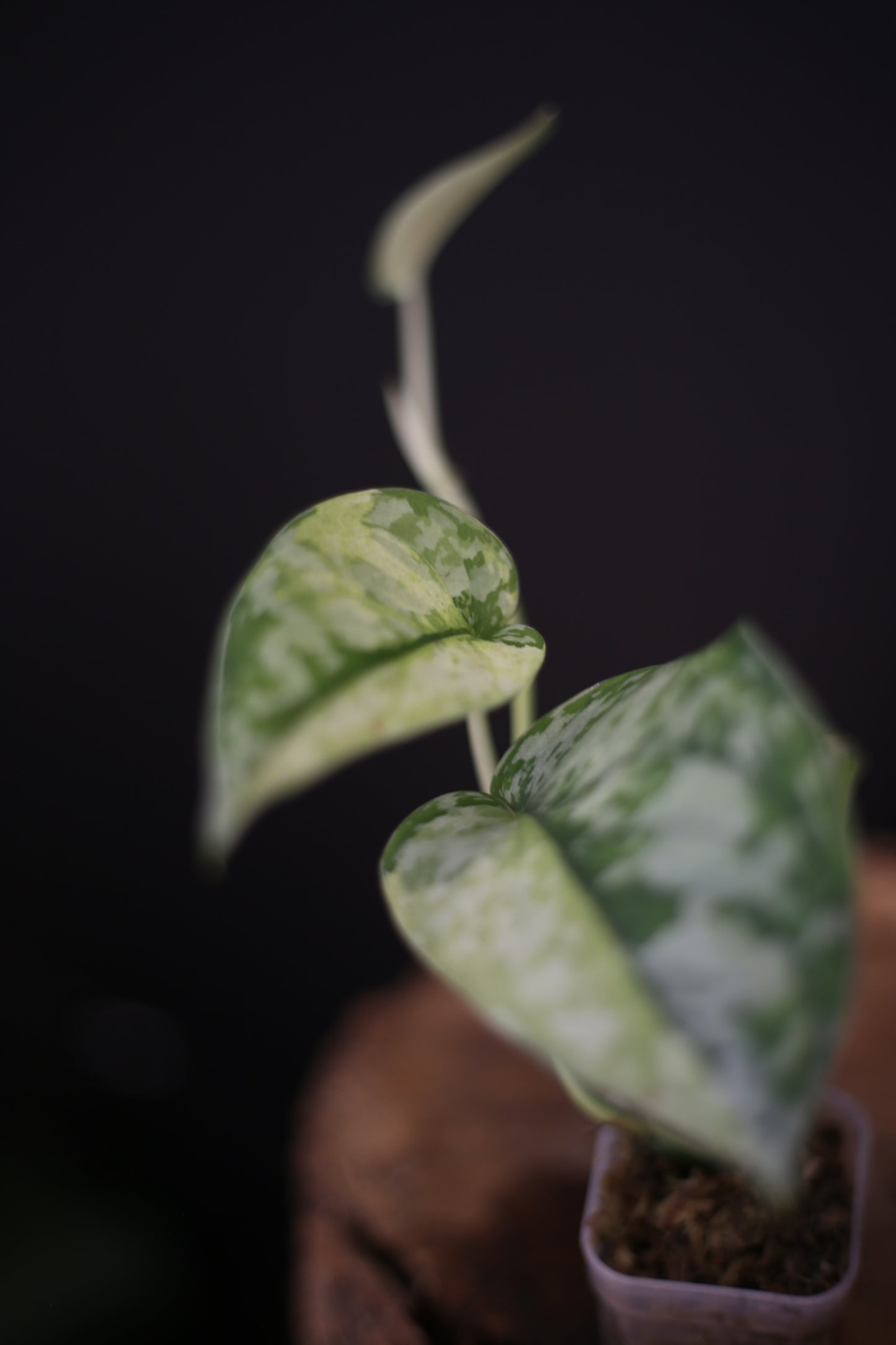 Rare Scindapsus Maharlika – Needle-Leaf Variegated Beauty