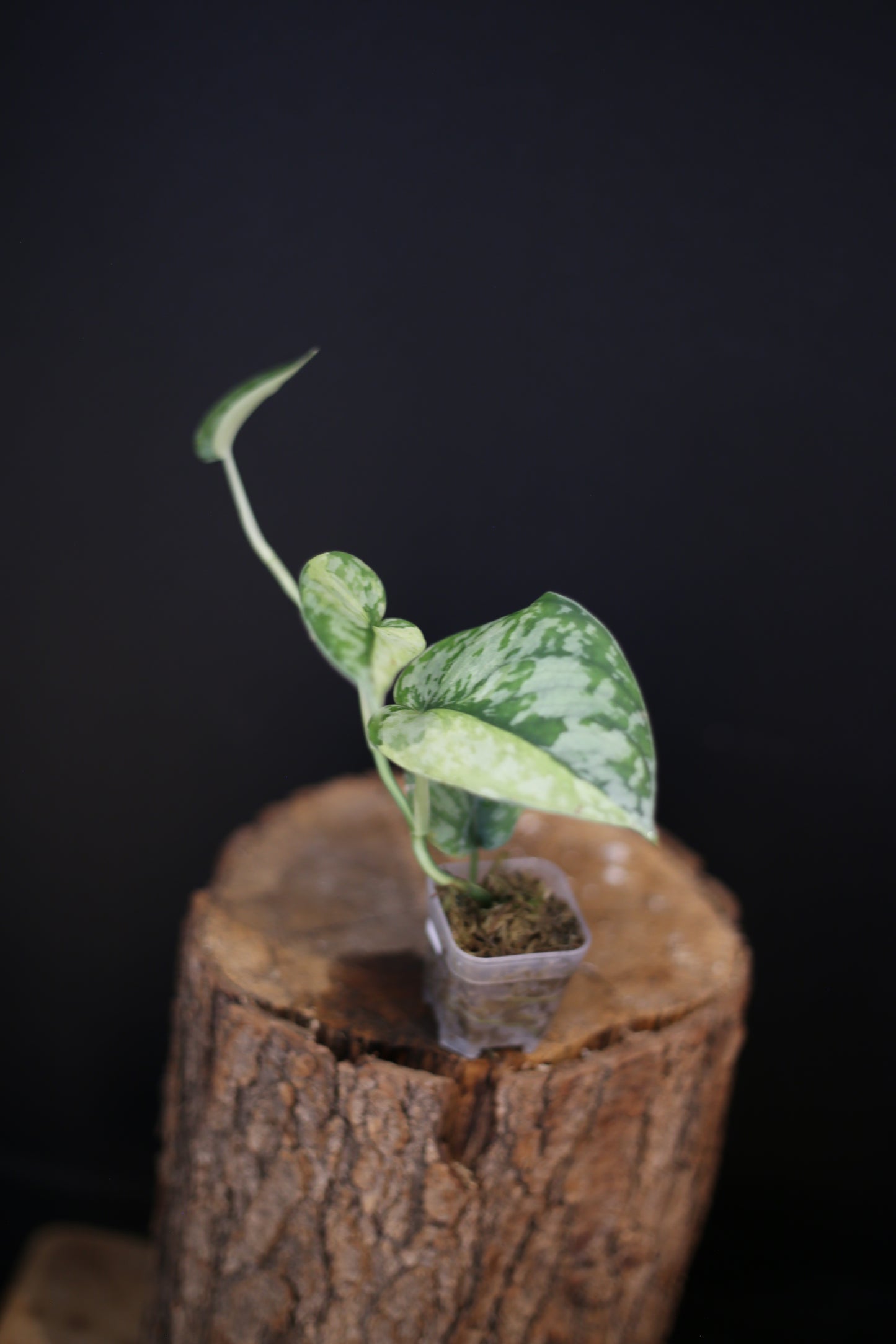 Rare Scindapsus Maharlika – Needle-Leaf Variegated Beauty