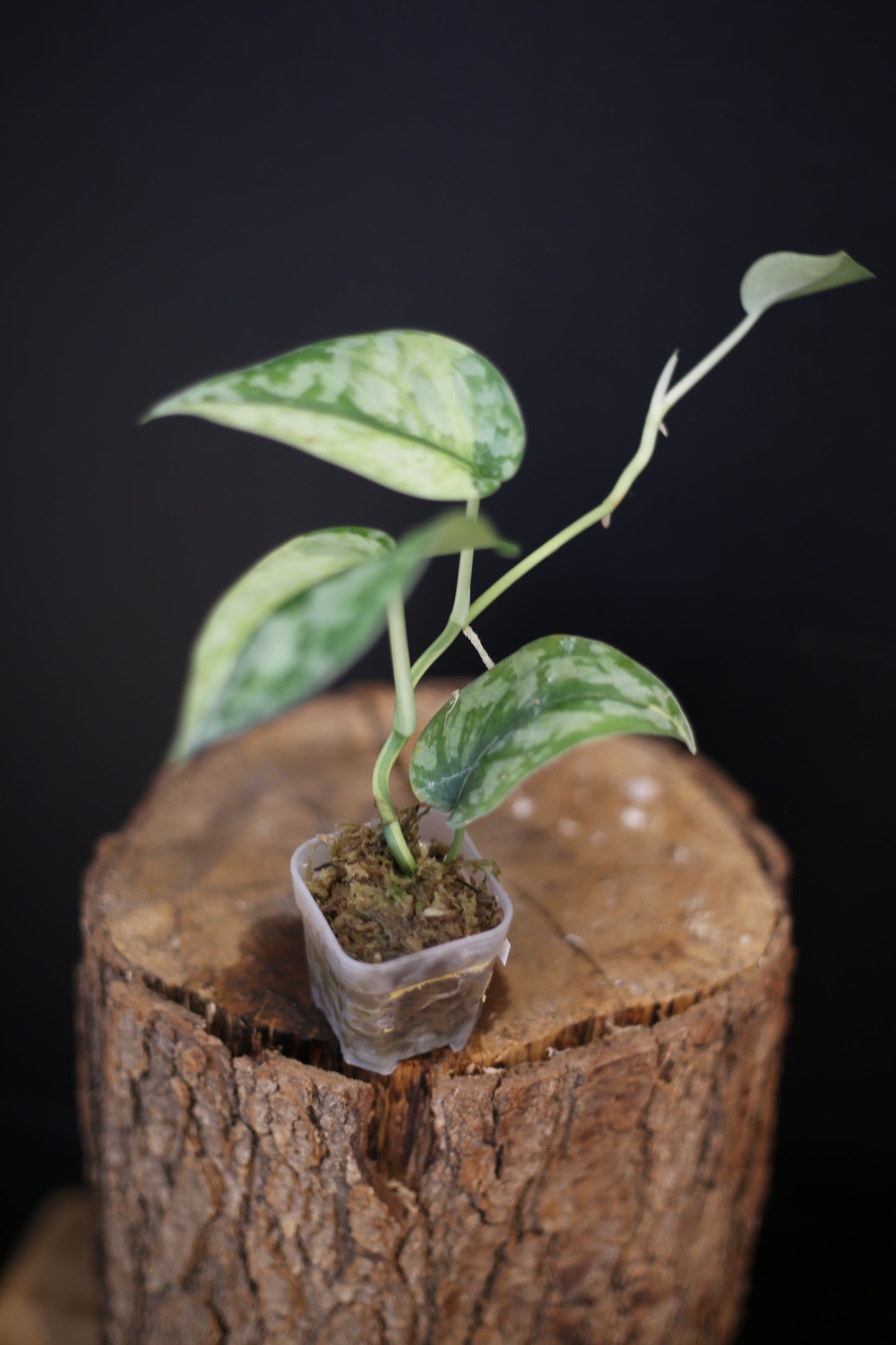 Rare Scindapsus Maharlika – Needle-Leaf Variegated Beauty
