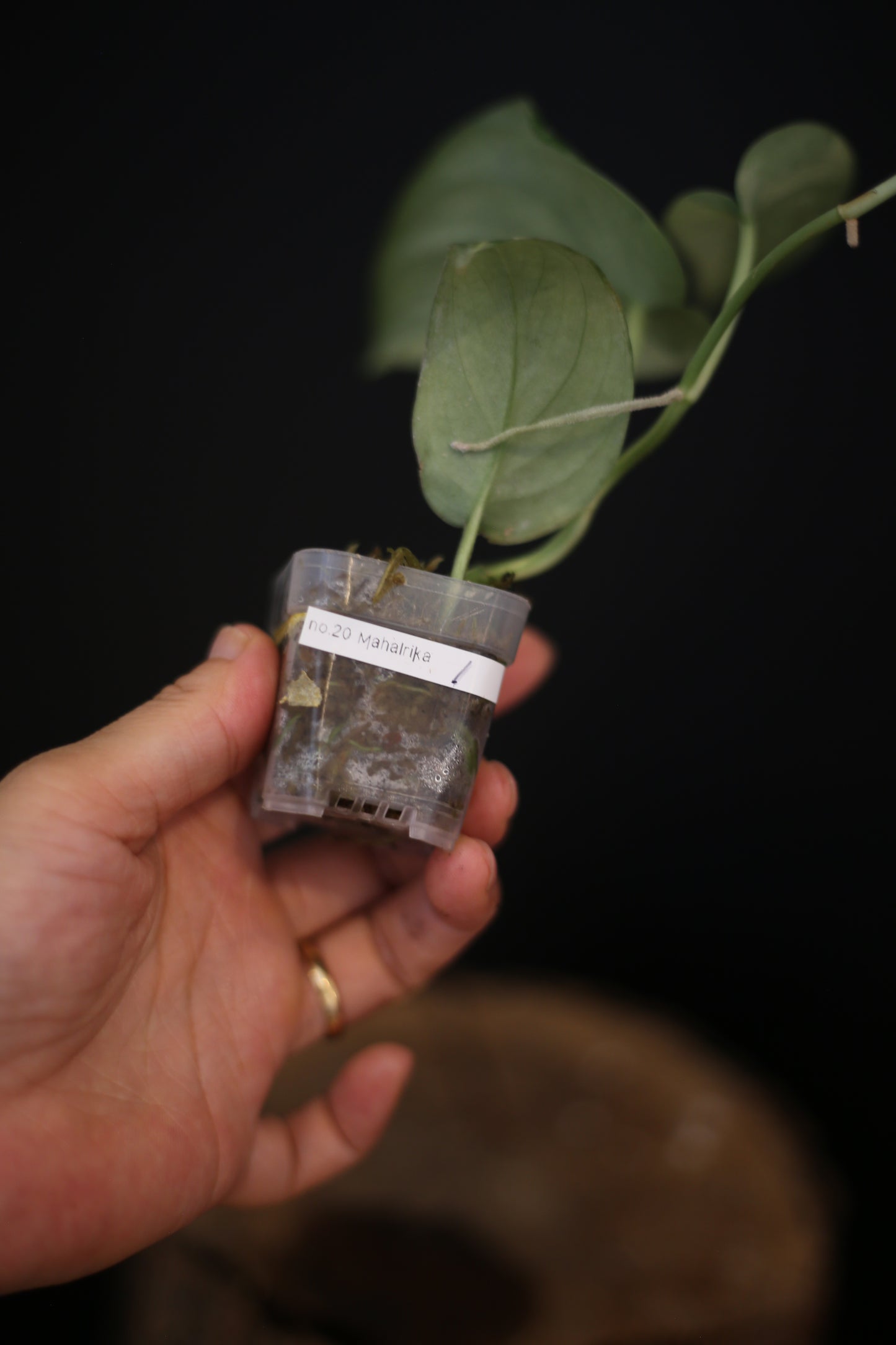 Scindapsus Maharlika Variegated | Collector's Rooted Plant