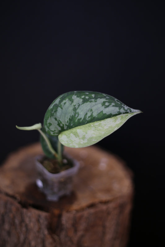 Scindapsus Maharlika Variegated | Collector's Rooted Plant