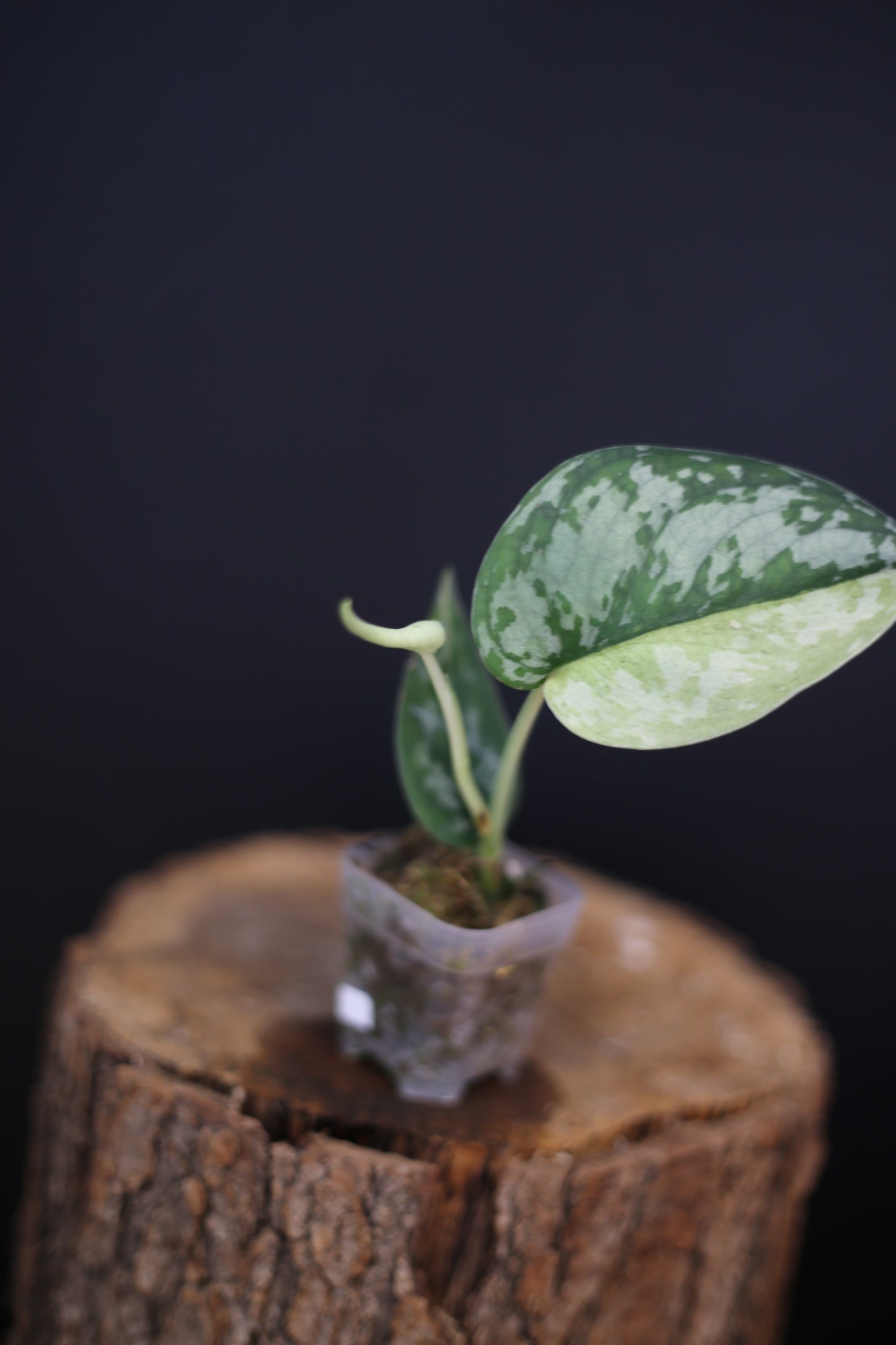 Scindapsus Maharlika Variegated | Collector's Rooted Plant