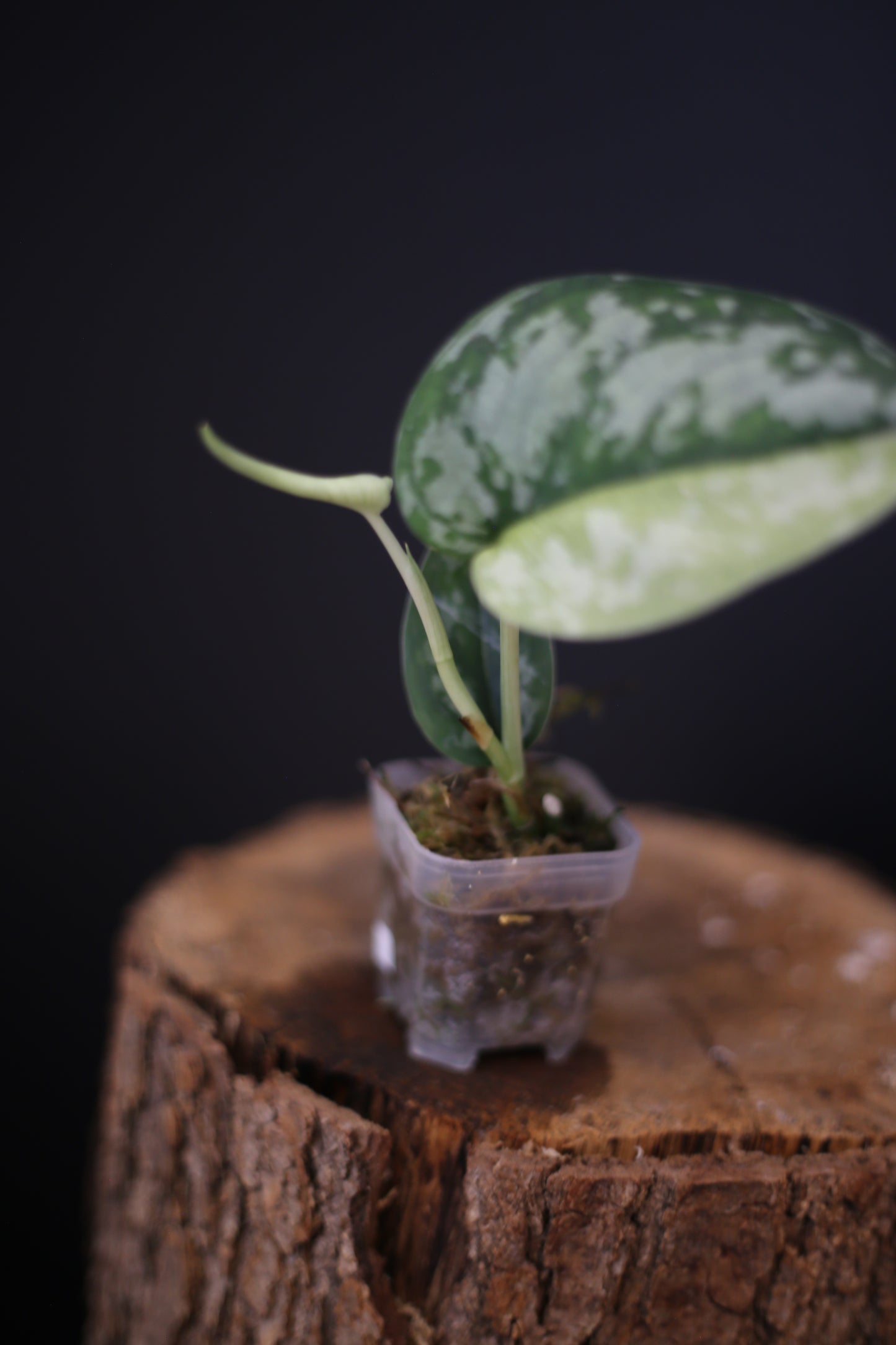 Scindapsus Maharlika Variegated | Collector's Rooted Plant