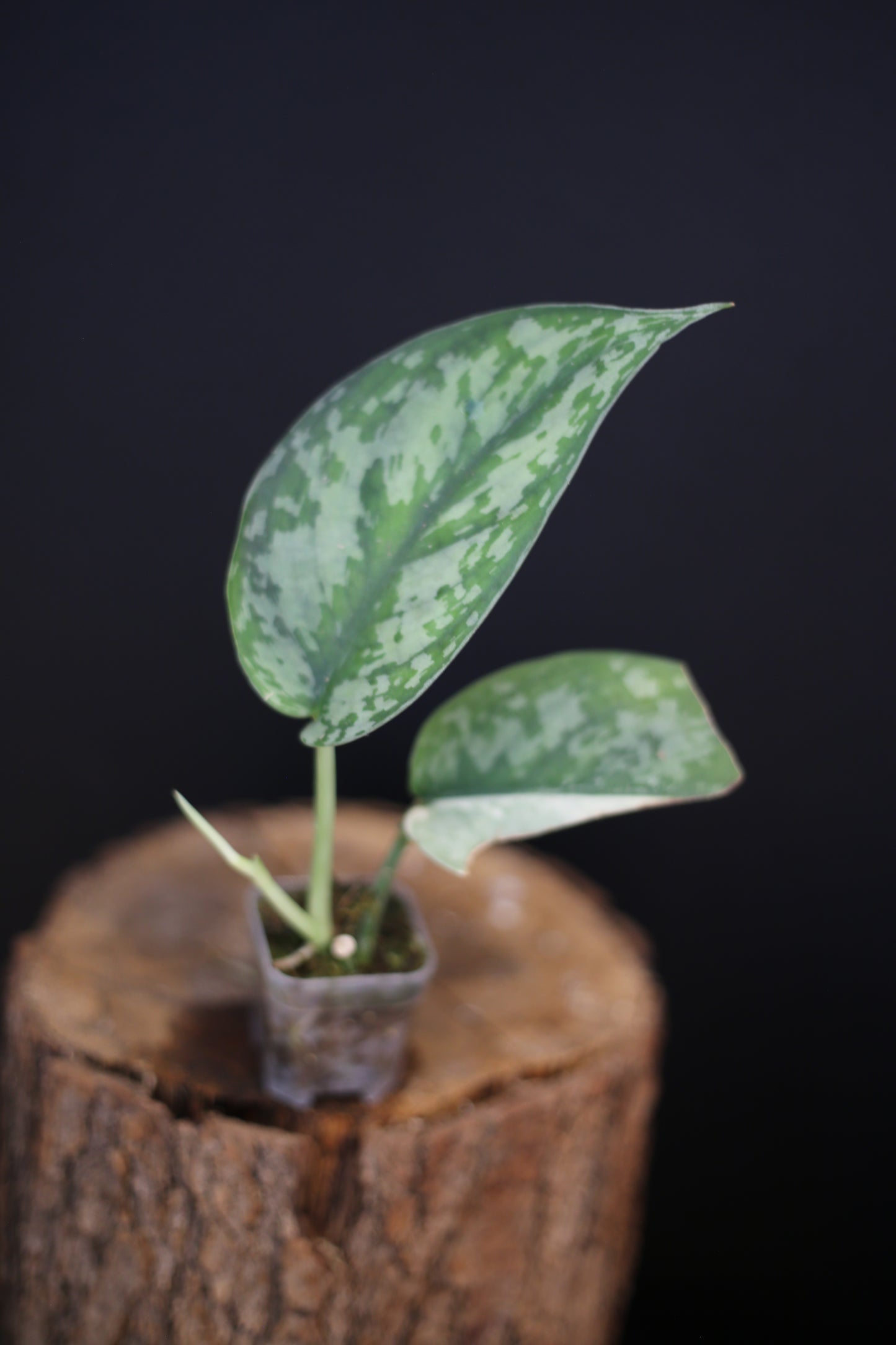 Second chance / Scindapsus Maharlika Variegated – Rare Silver-Splash Foliage