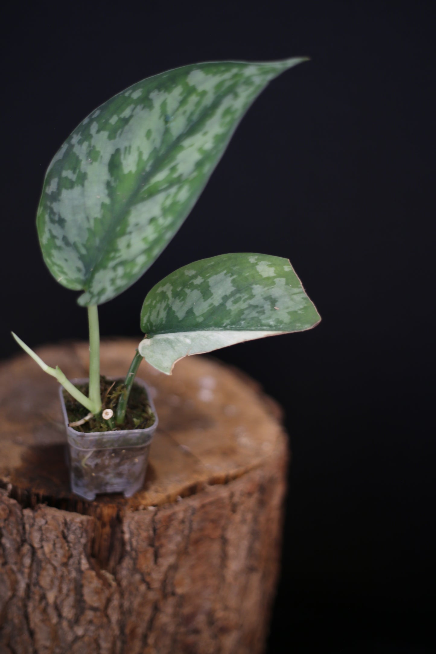 Second chance / Scindapsus Maharlika Variegated – Rare Silver-Splash Foliage