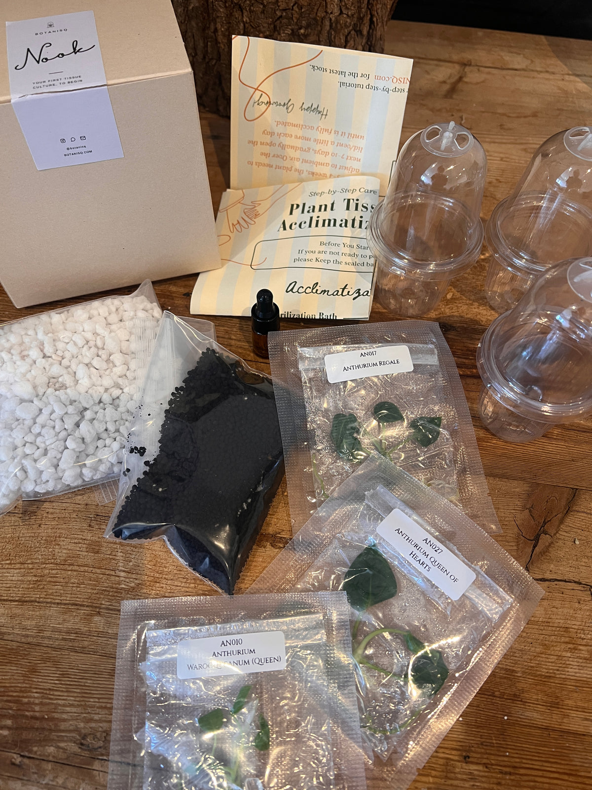 Nook - Your First Tissue Culture Set (3 Anthurium Plants)
