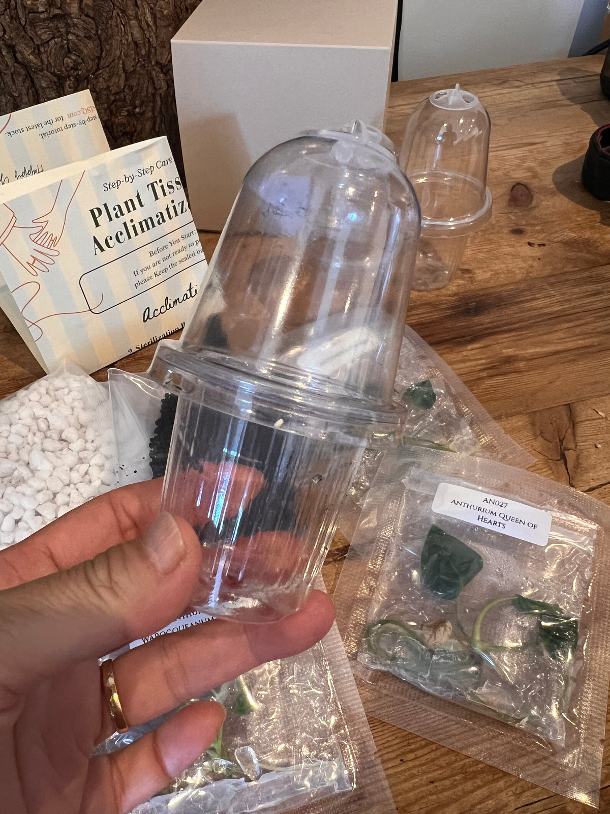 Nook - Your First Tissue Culture Set (3 Anthurium Plants)