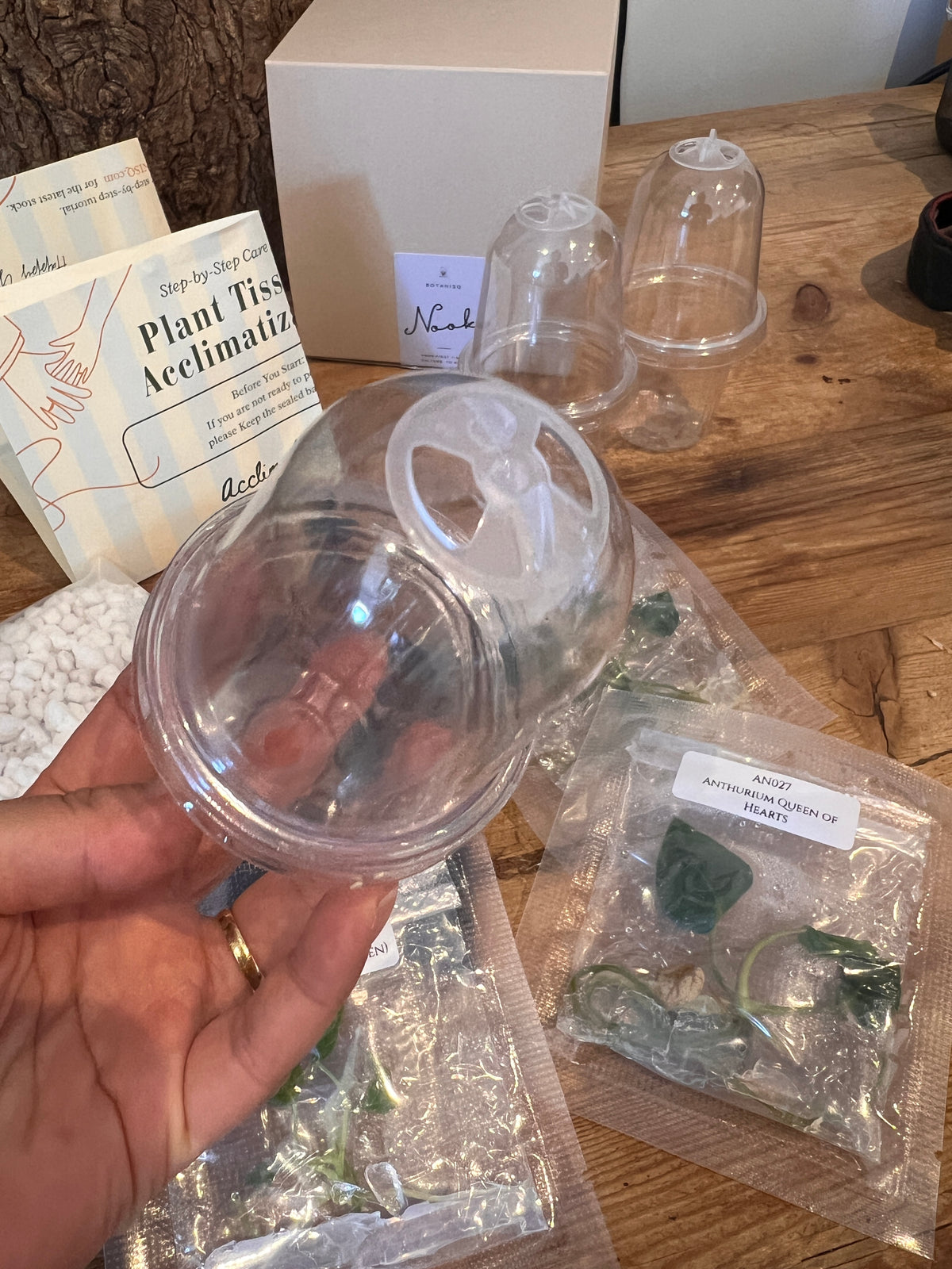 Nook - Your First Tissue Culture Set (3 Anthurium Plants)