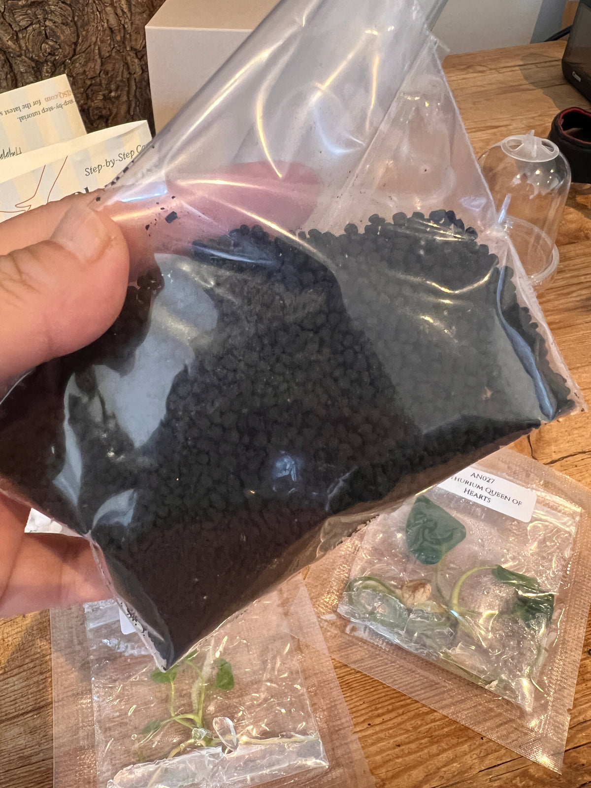 Nook - Your First Tissue Culture Set (3 Anthurium Plants)