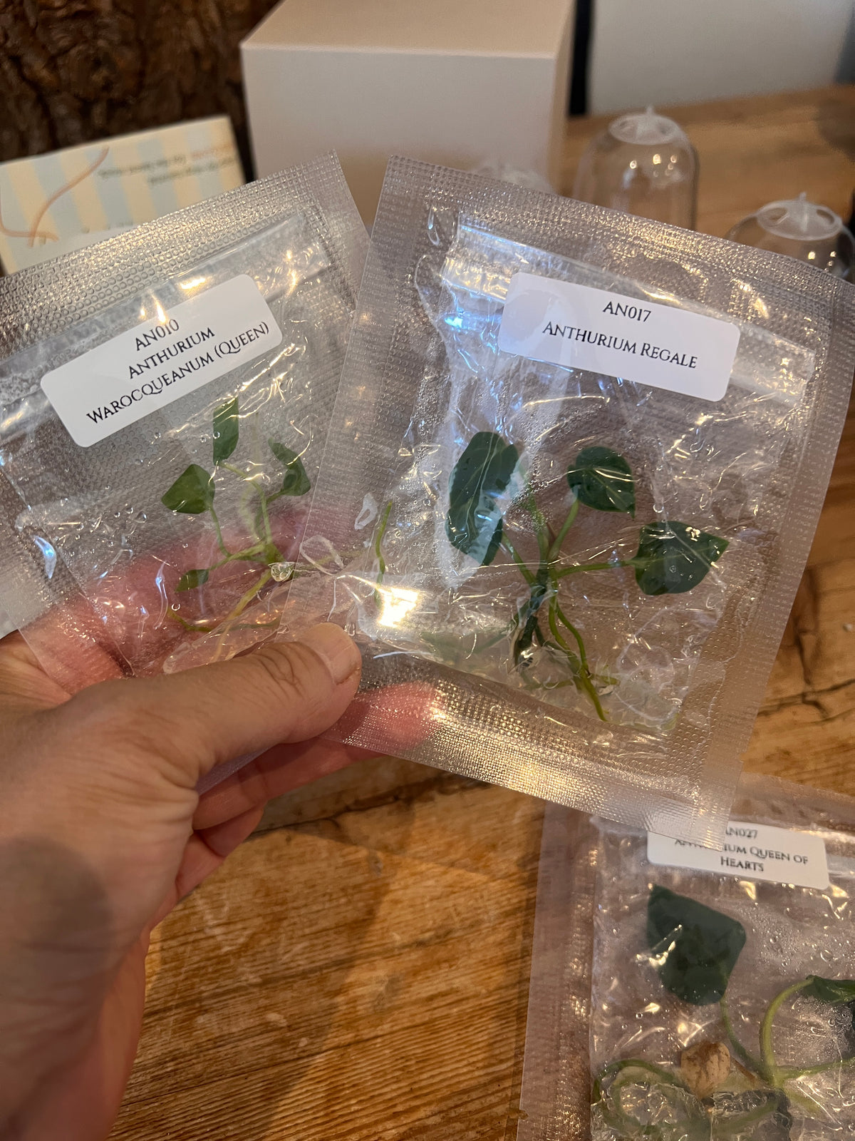 Nook - Your First Tissue Culture Set (3 Anthurium Plants)