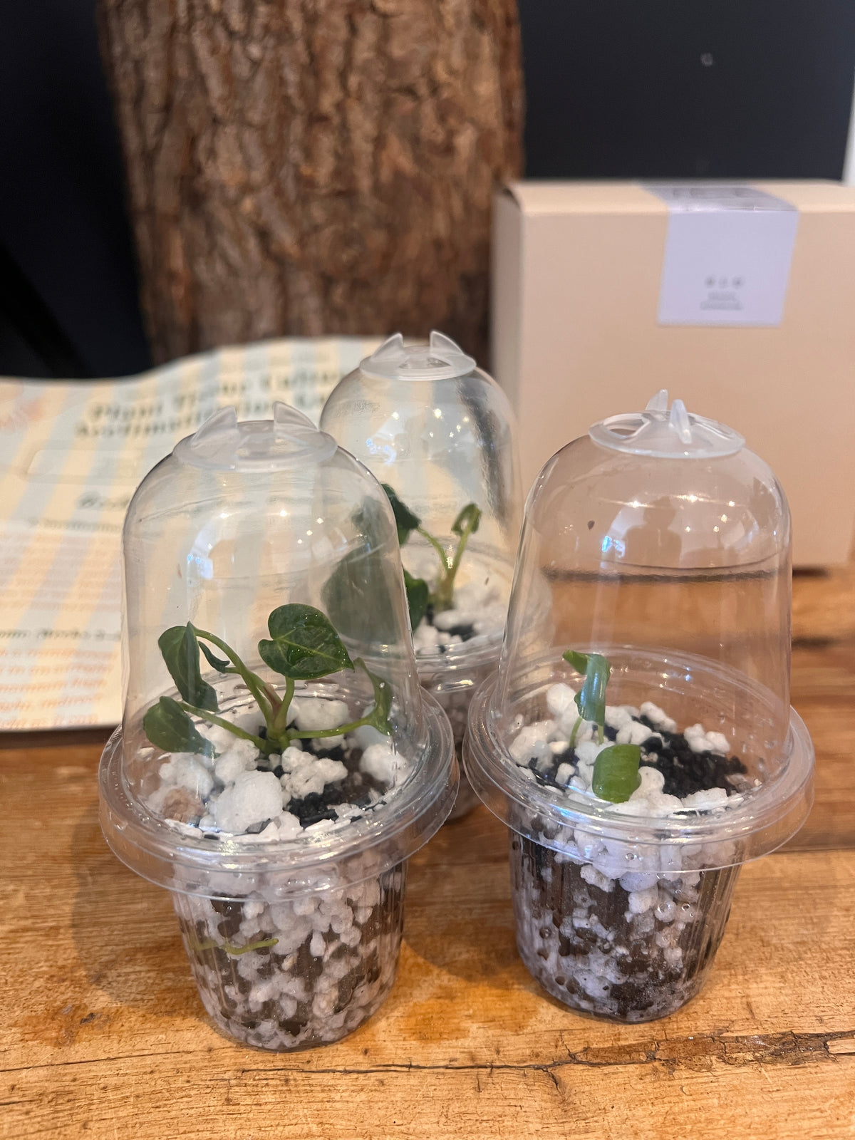 Nook - Your First Tissue Culture Set (3 Anthurium Plants)