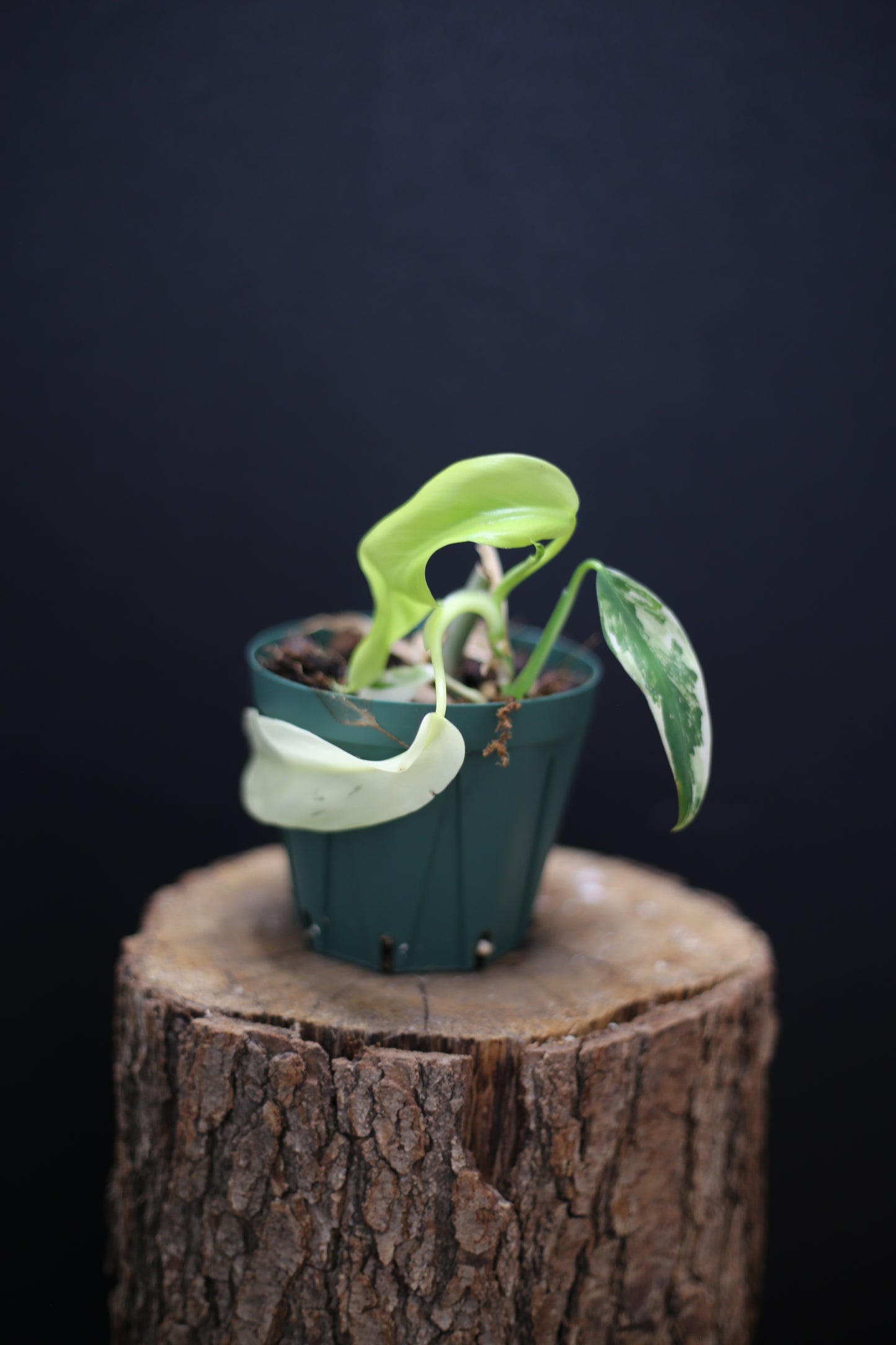 Philodendron Domesticum Variegated - Rooted Established Plant - Rare Aroid UK