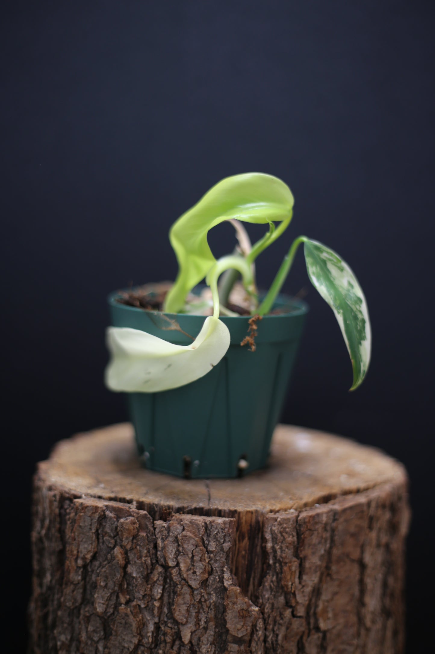 Philodendron Domesticum Variegated - Rooted Established Plant - Rare Aroid UK