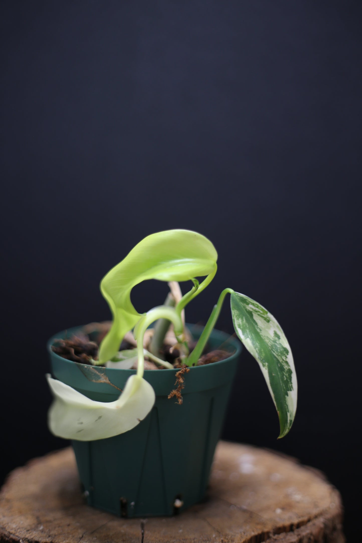 Philodendron Domesticum Variegated - Rooted Established Plant - Rare Aroid UK