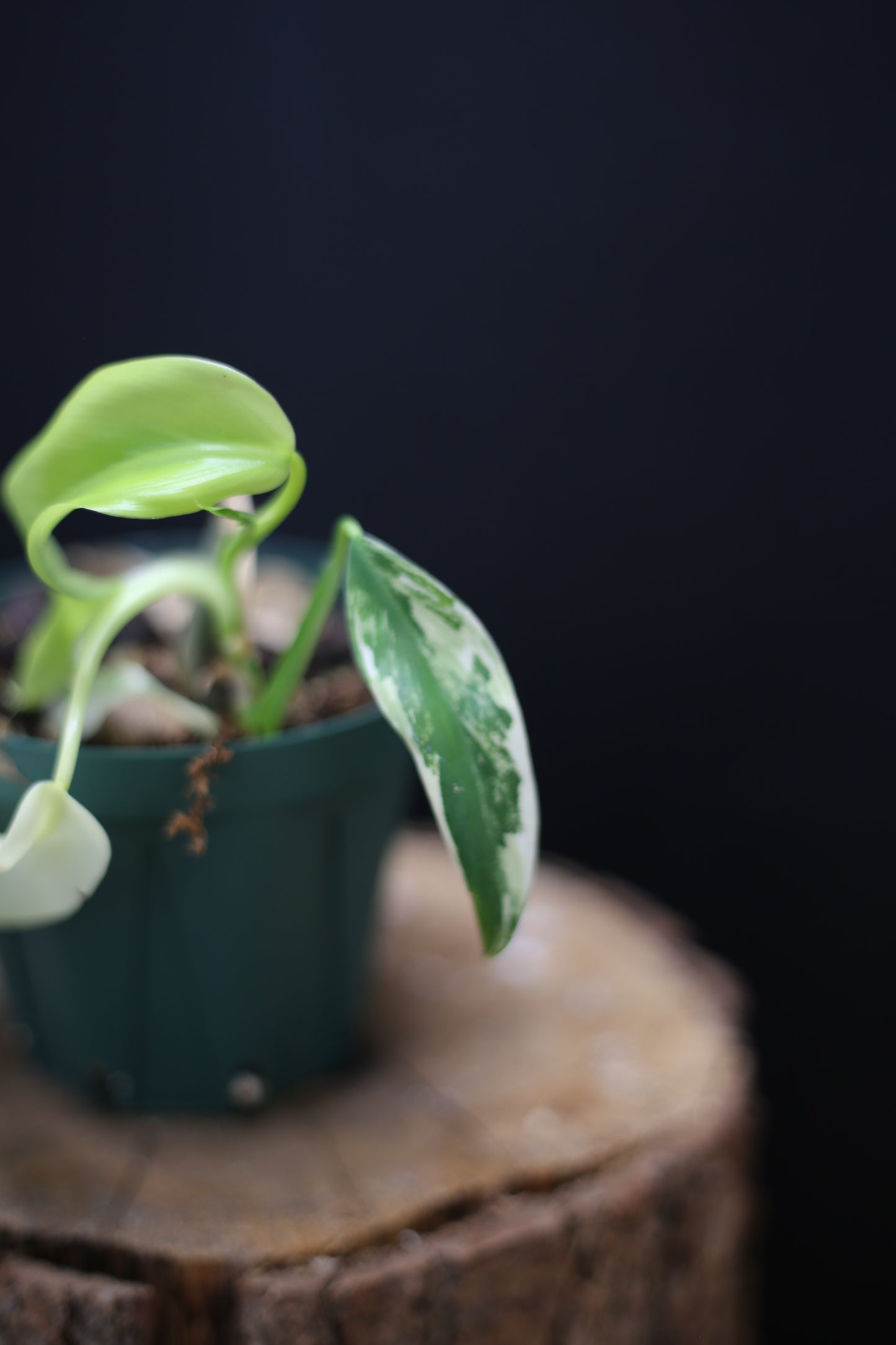 Philodendron Domesticum Variegated - Rooted Established Plant - Rare Aroid UK