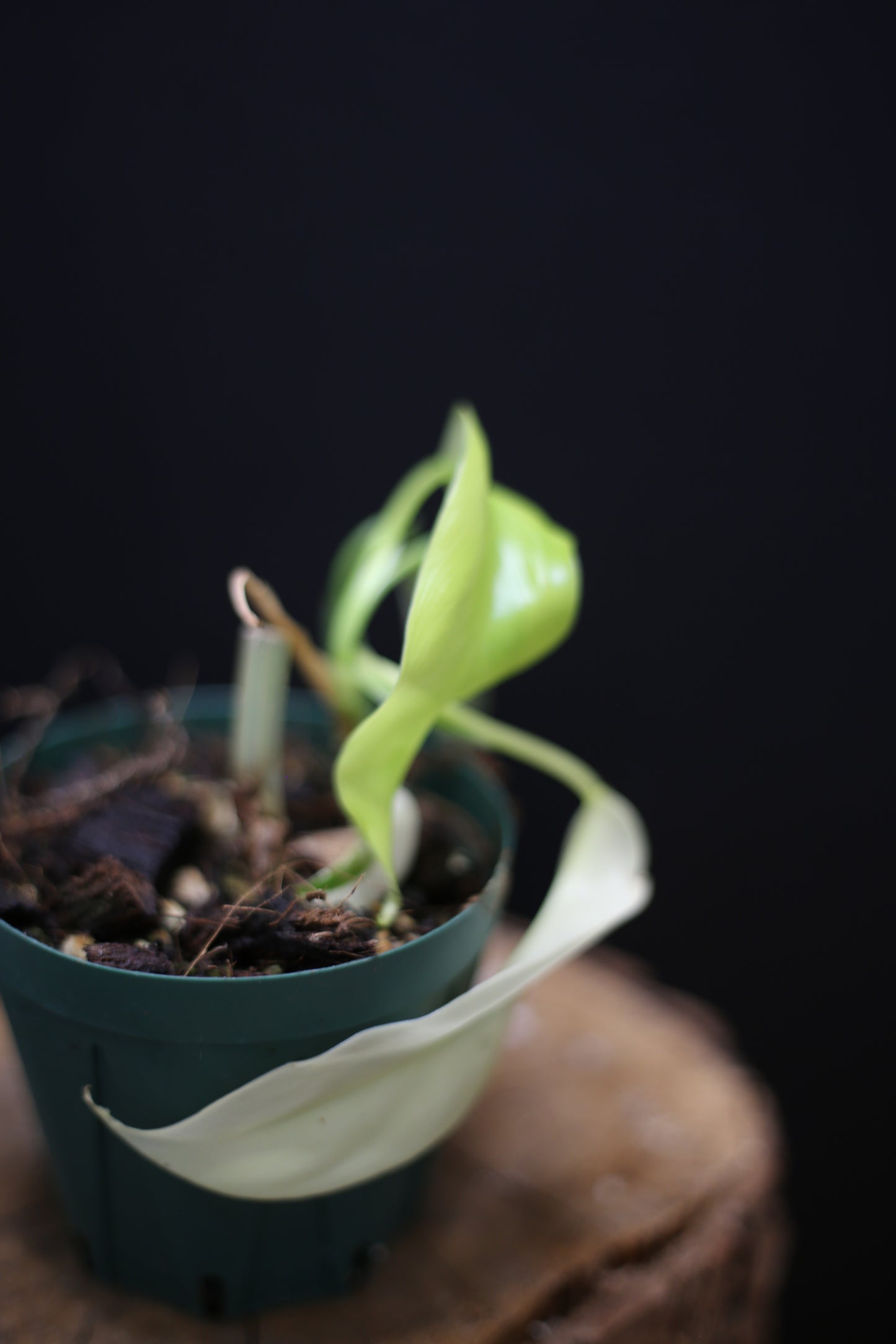 Philodendron Domesticum Variegated - Rooted Established Plant - Rare Aroid UK
