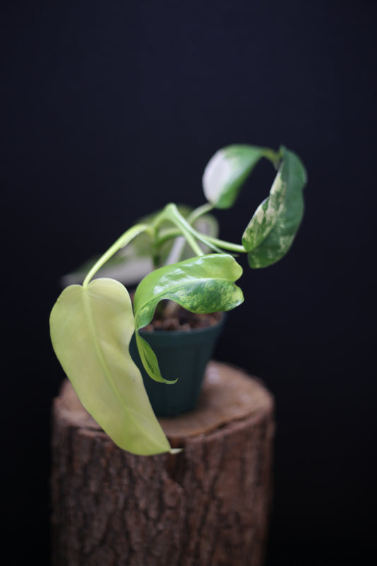 Philodendron Domesticum Variegated - Rooted Established Plant - Rare Aroid UK