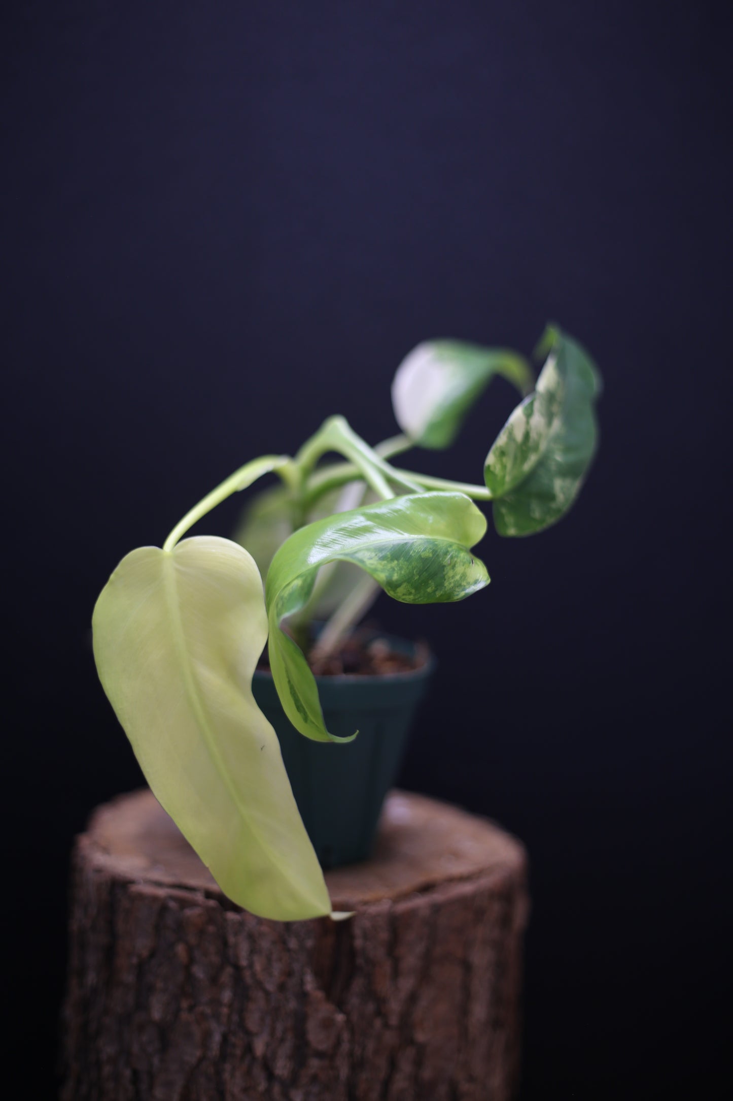 Philodendron Domesticum Variegated - Rooted Established Plant - Rare Aroid UK