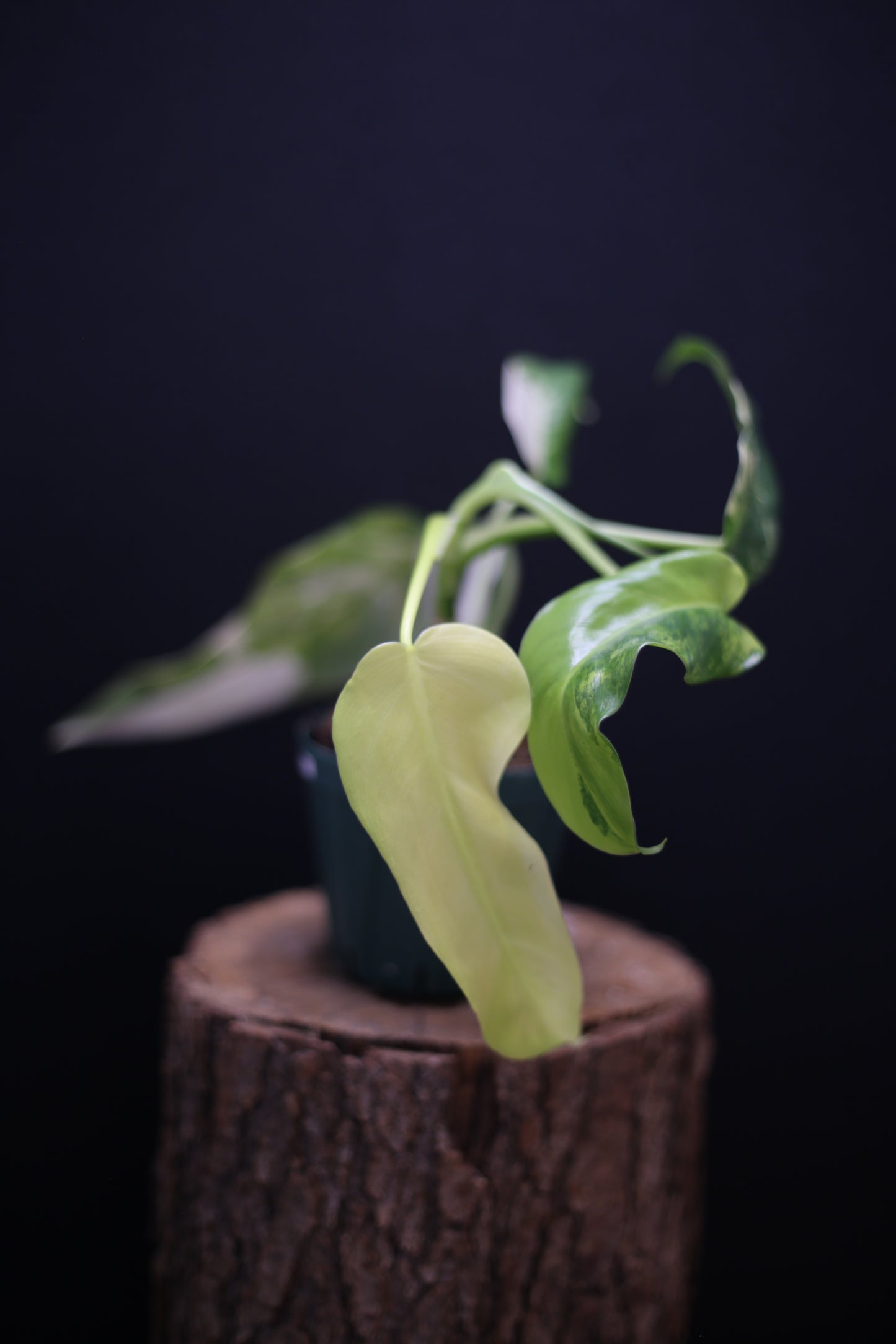 Philodendron Domesticum Variegated - Rooted Established Plant - Rare Aroid UK