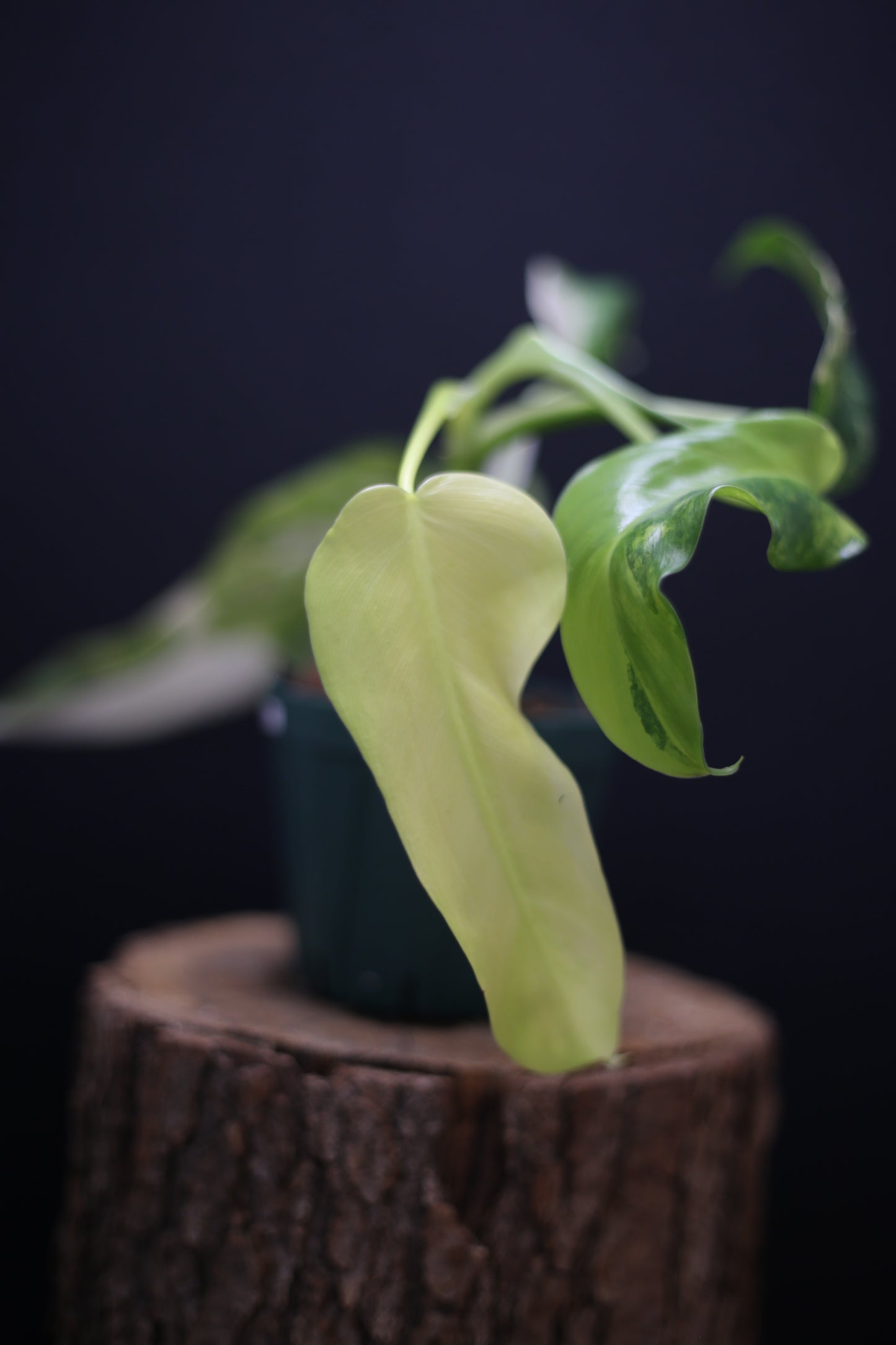 Philodendron Domesticum Variegated - Rooted Established Plant - Rare Aroid UK