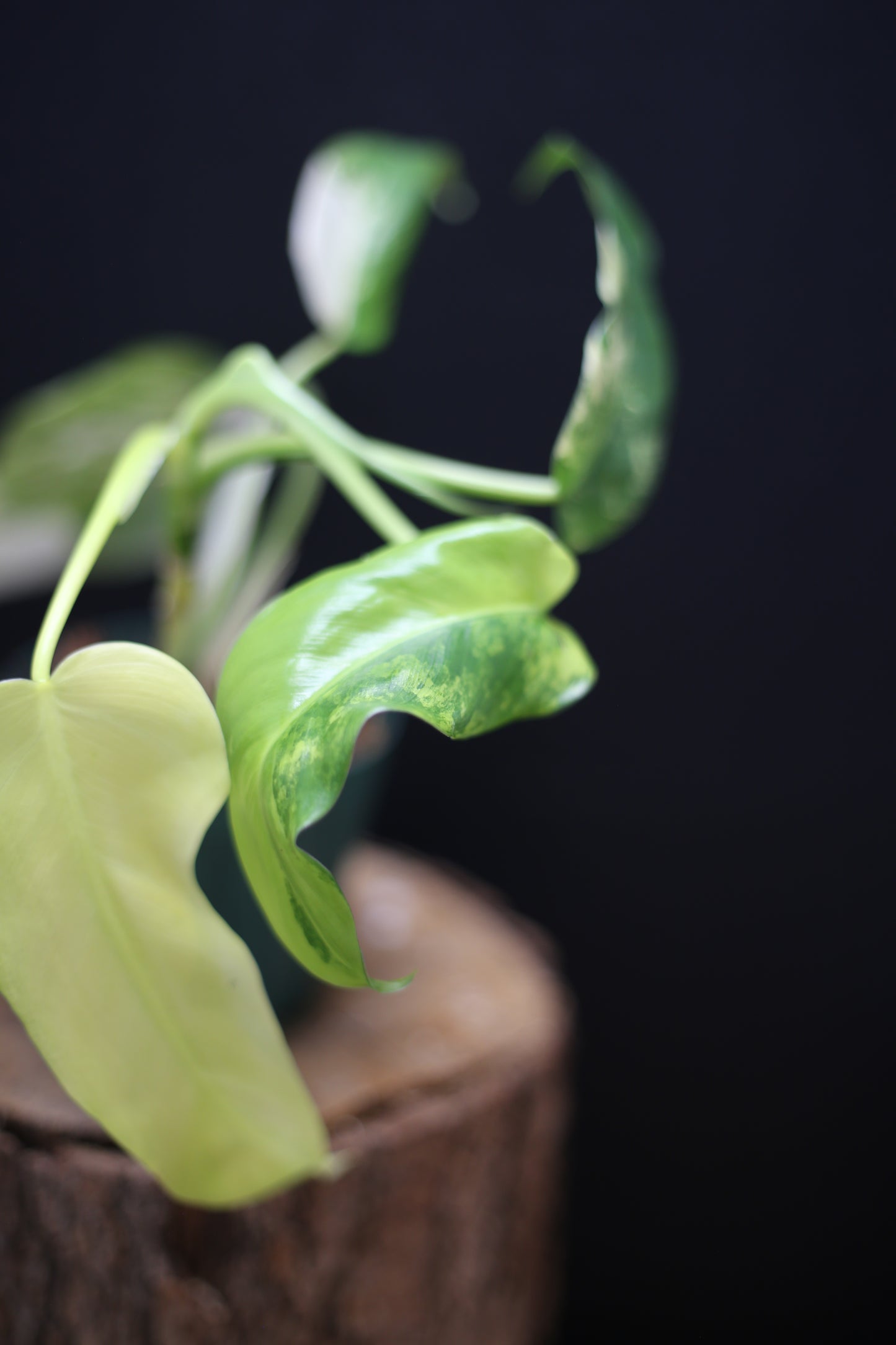Philodendron Domesticum Variegated - Rooted Established Plant - Rare Aroid UK