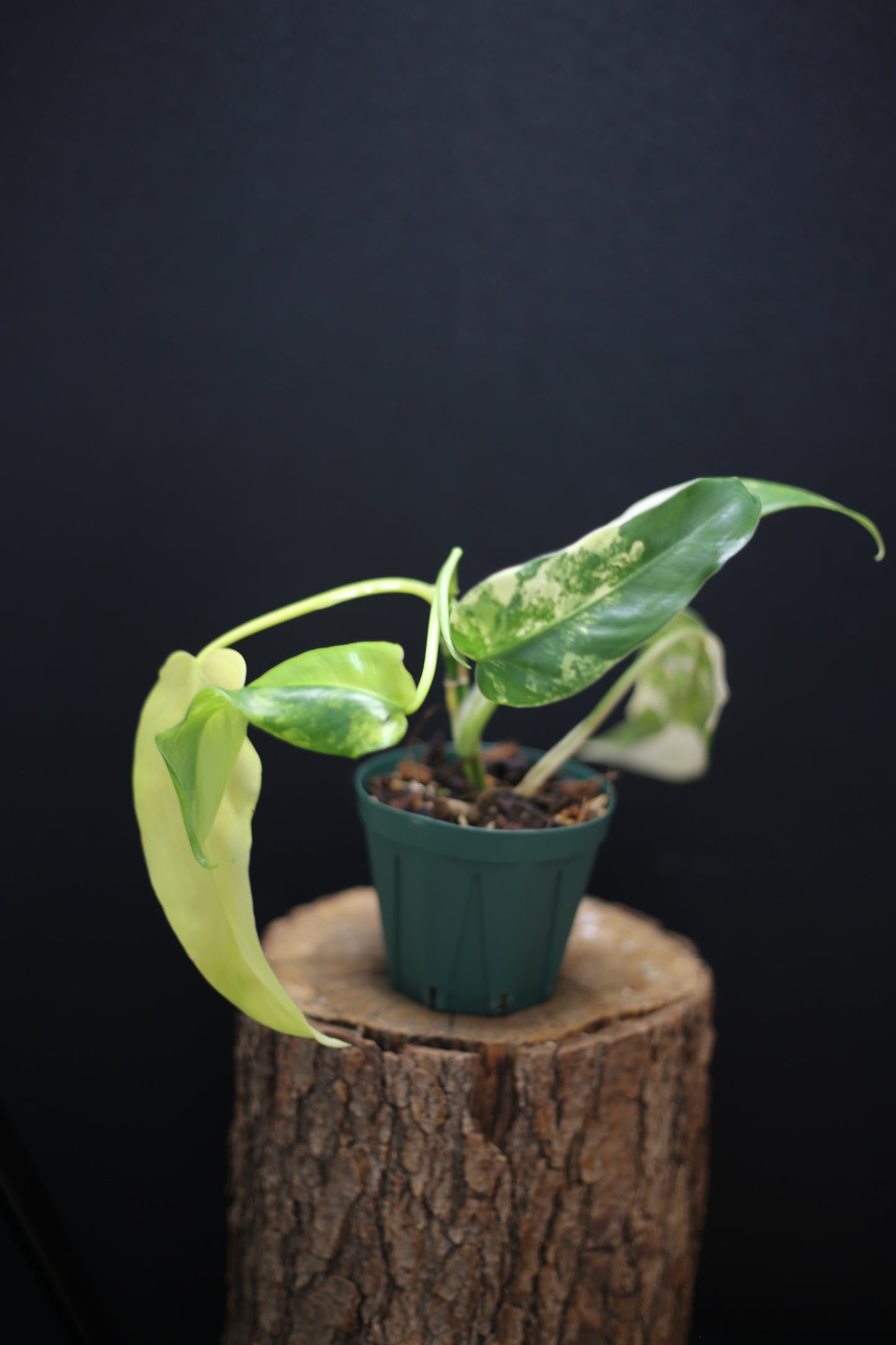 Philodendron Domesticum Variegated - Rooted Established Plant - Rare Aroid UK