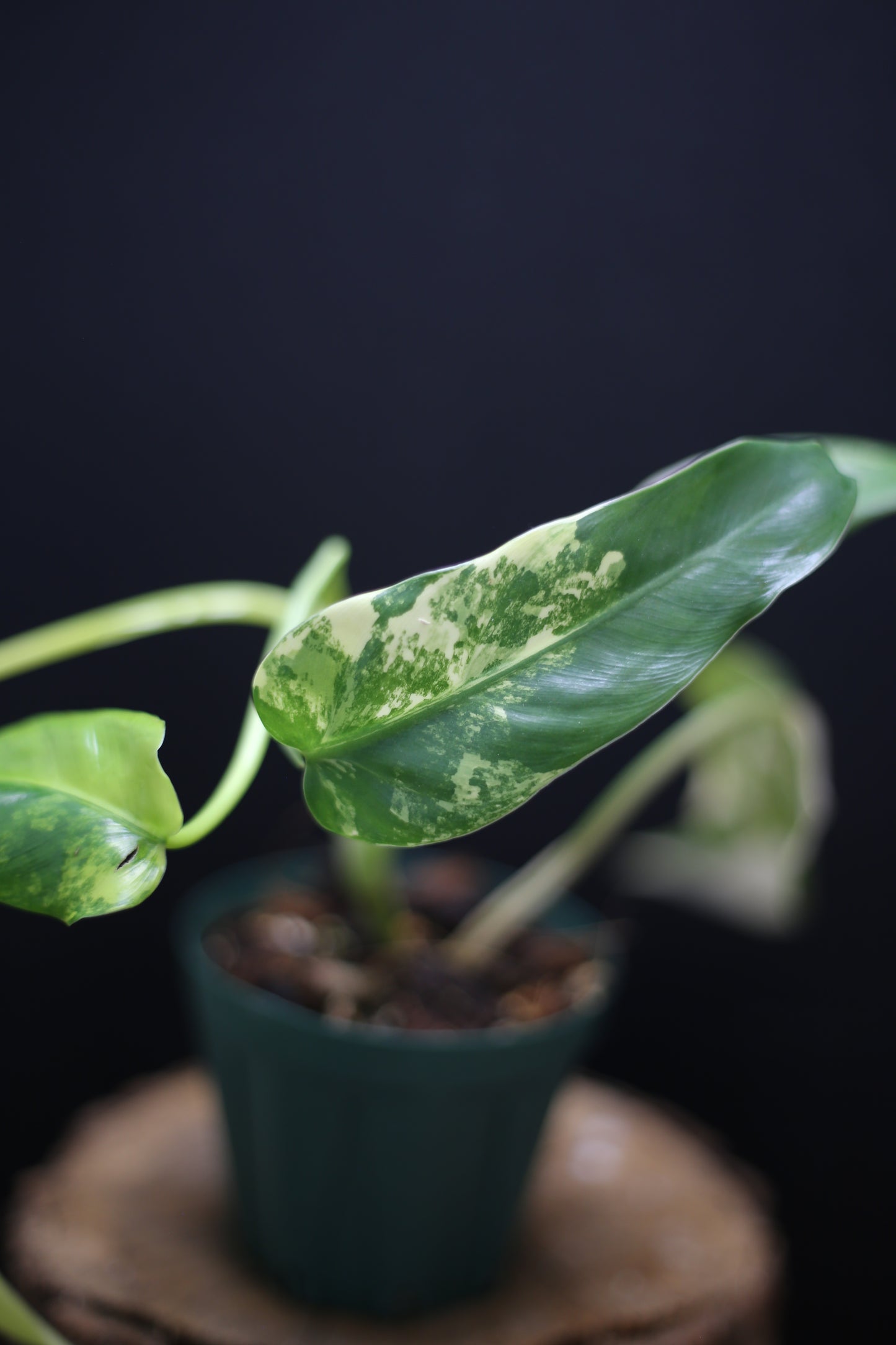 Philodendron Domesticum Variegated - Rooted Established Plant - Rare Aroid UK