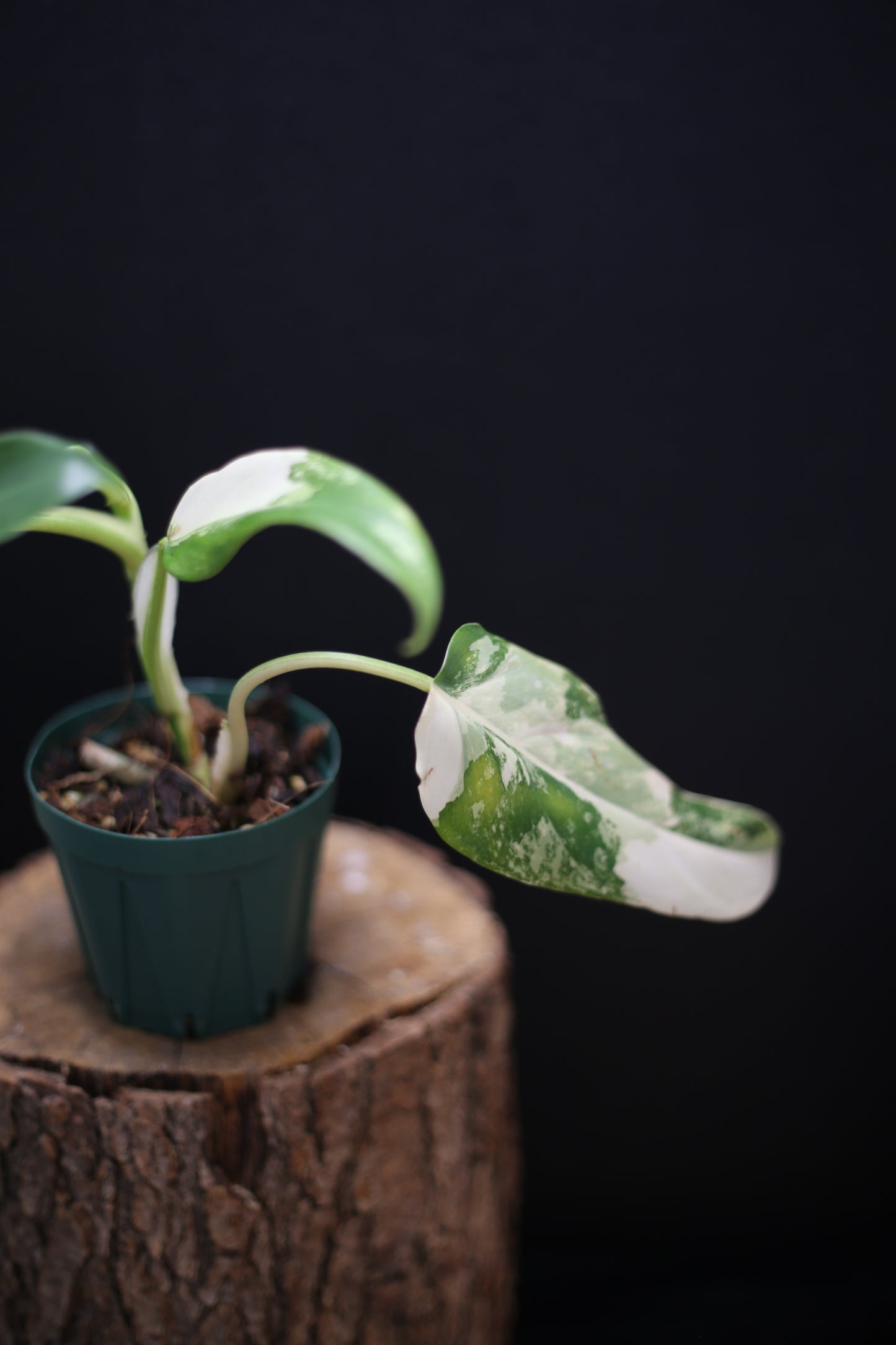 Philodendron Domesticum Variegated - Rooted Established Plant - Rare Aroid UK